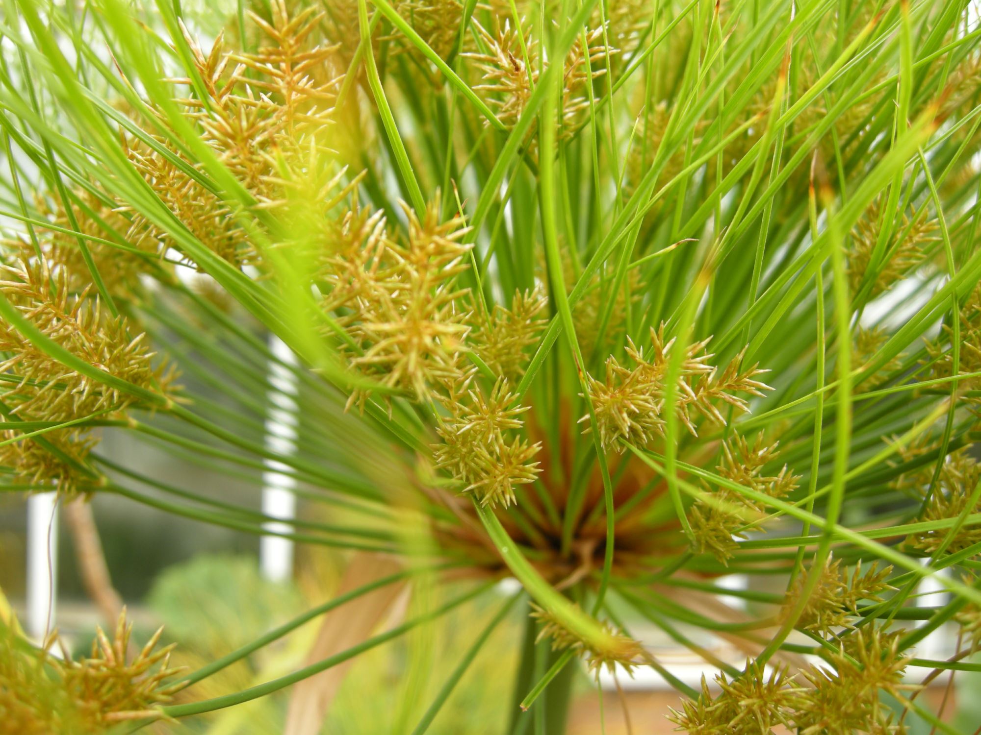 Image of Cyperus papyrus