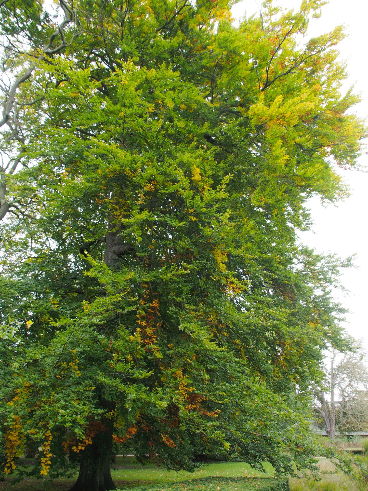 Image of Fagus sylvatica