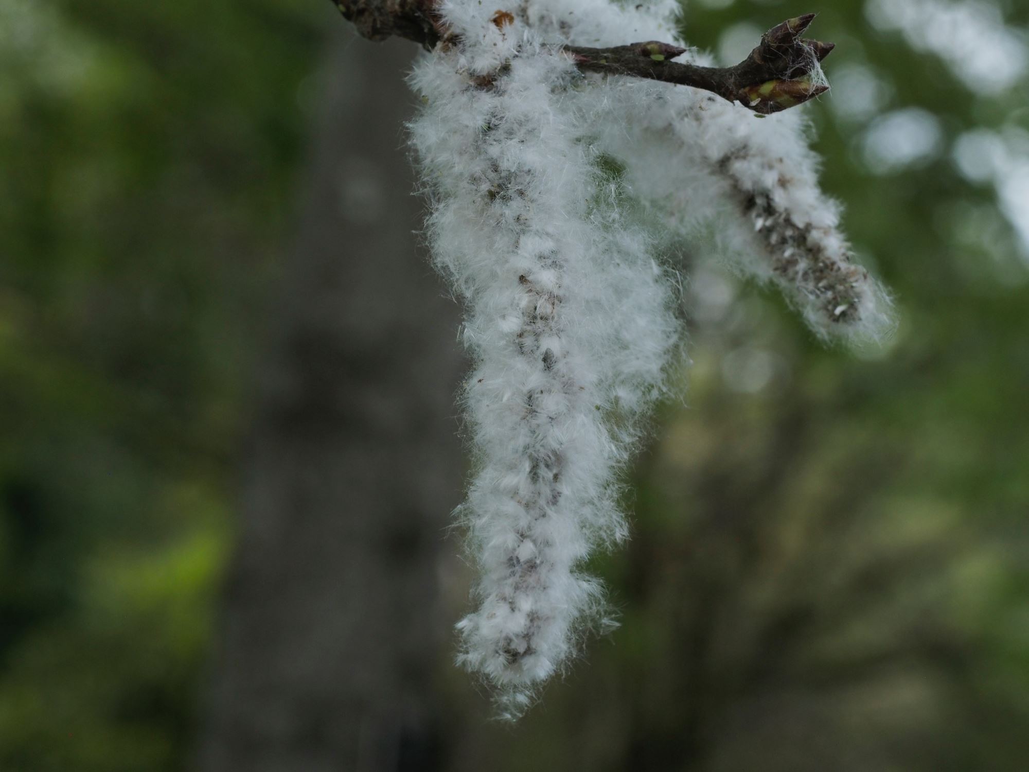 Image of Populus tremula