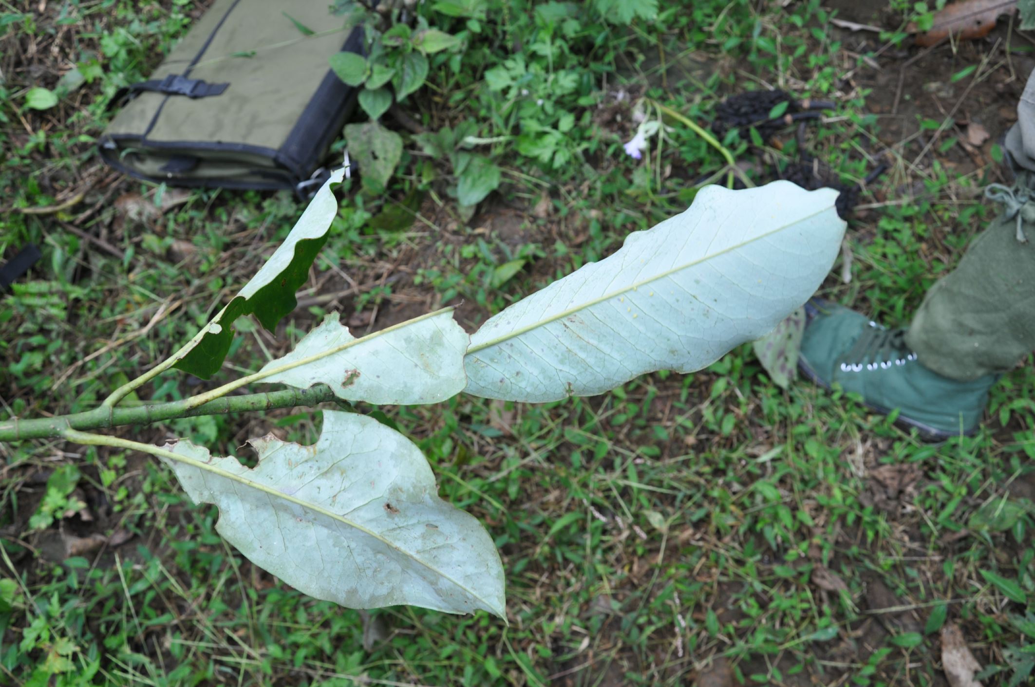Image of Magnolia sapaensis