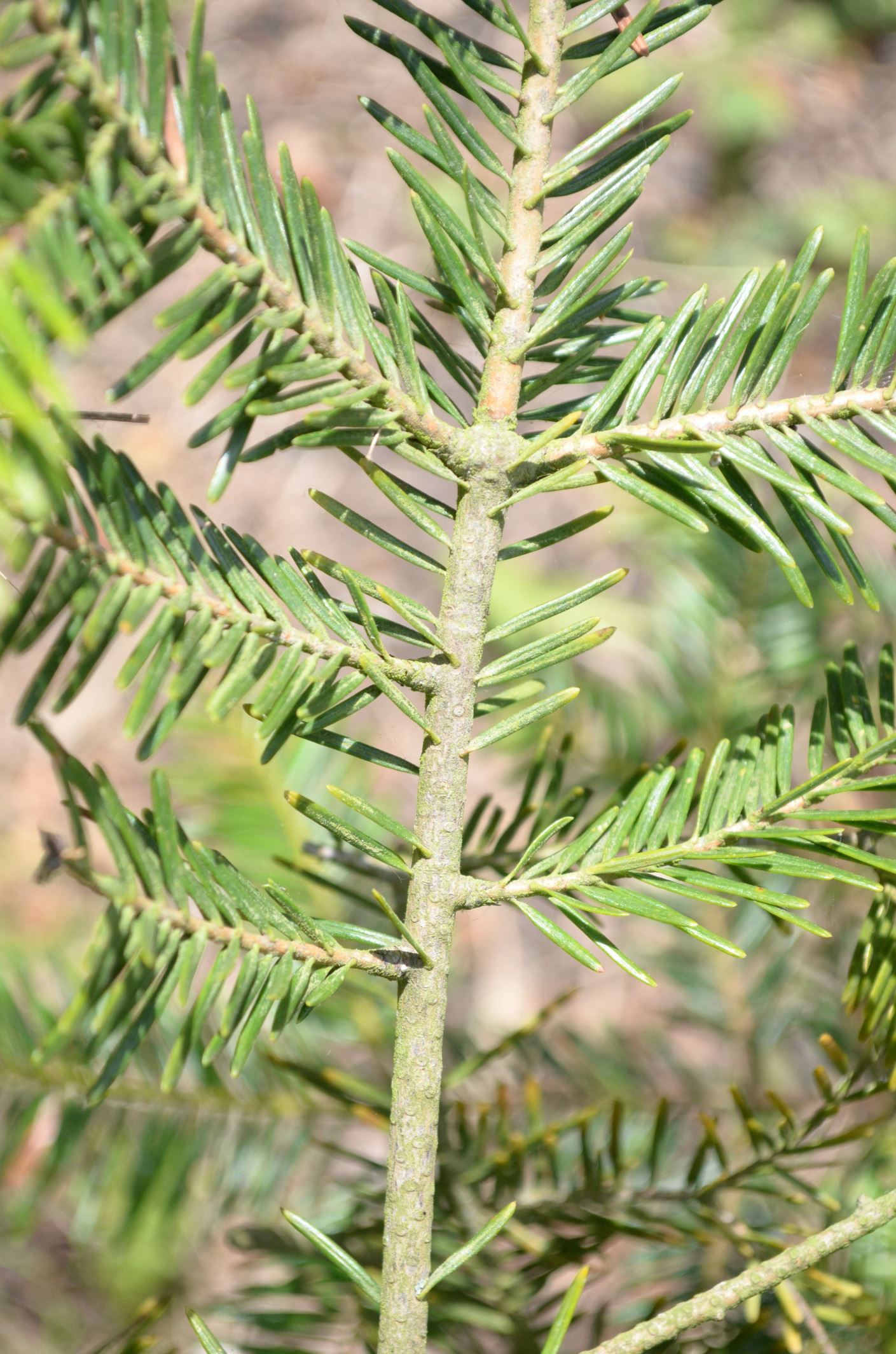 Image of Abies guatemalensis