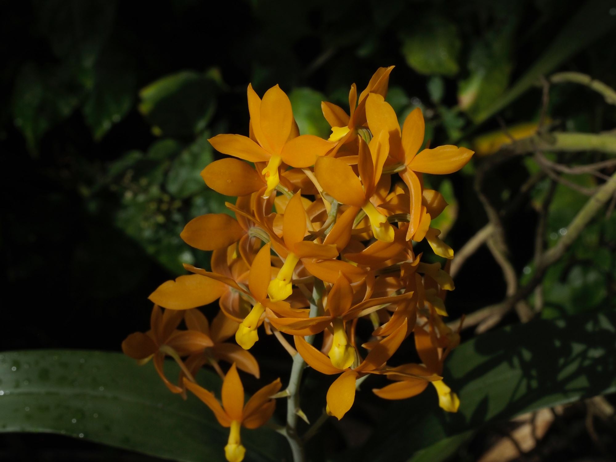 Image of Epidendrum vitellinum [Hybrid]