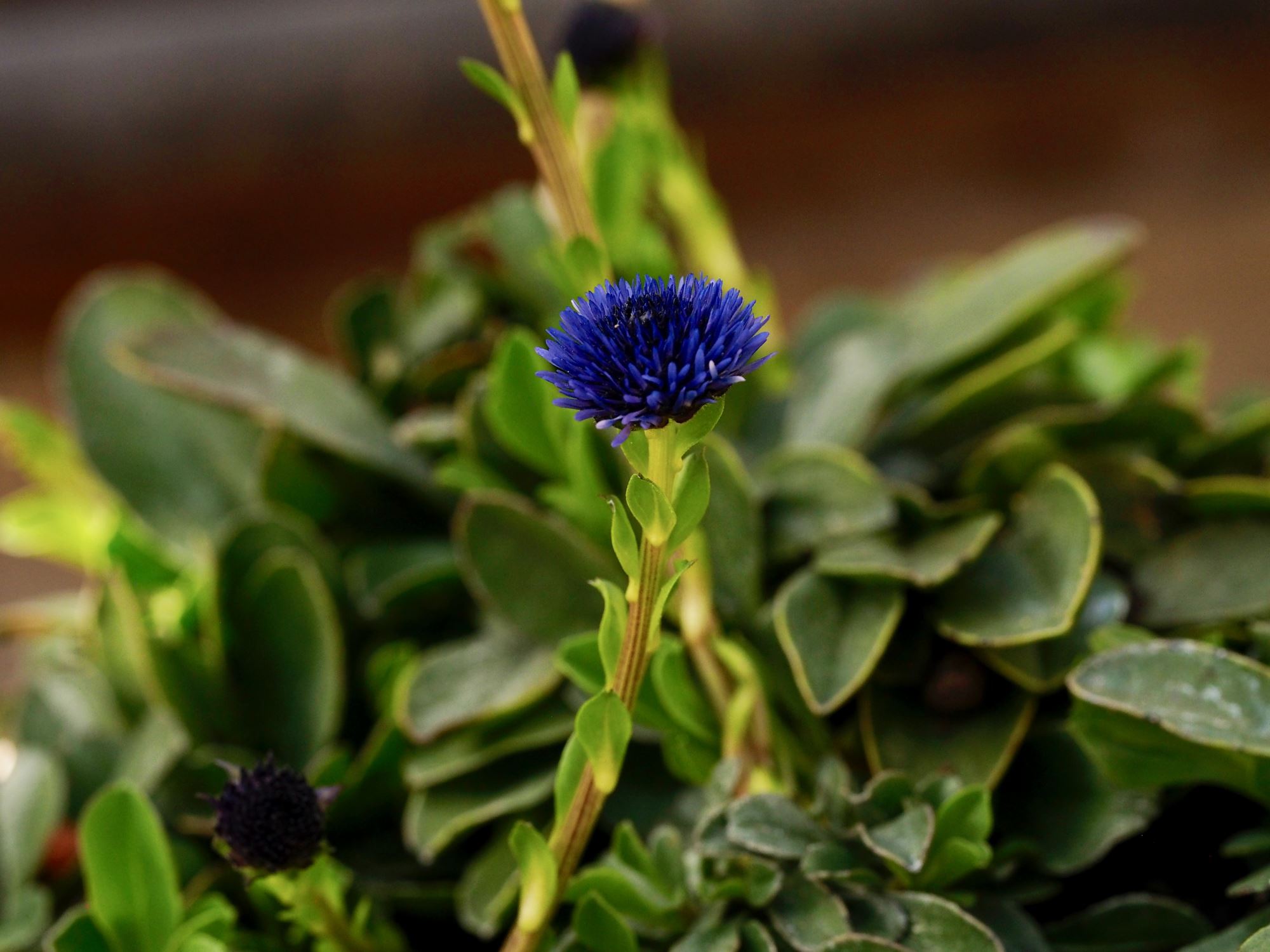 Image of Globularia trichosantha