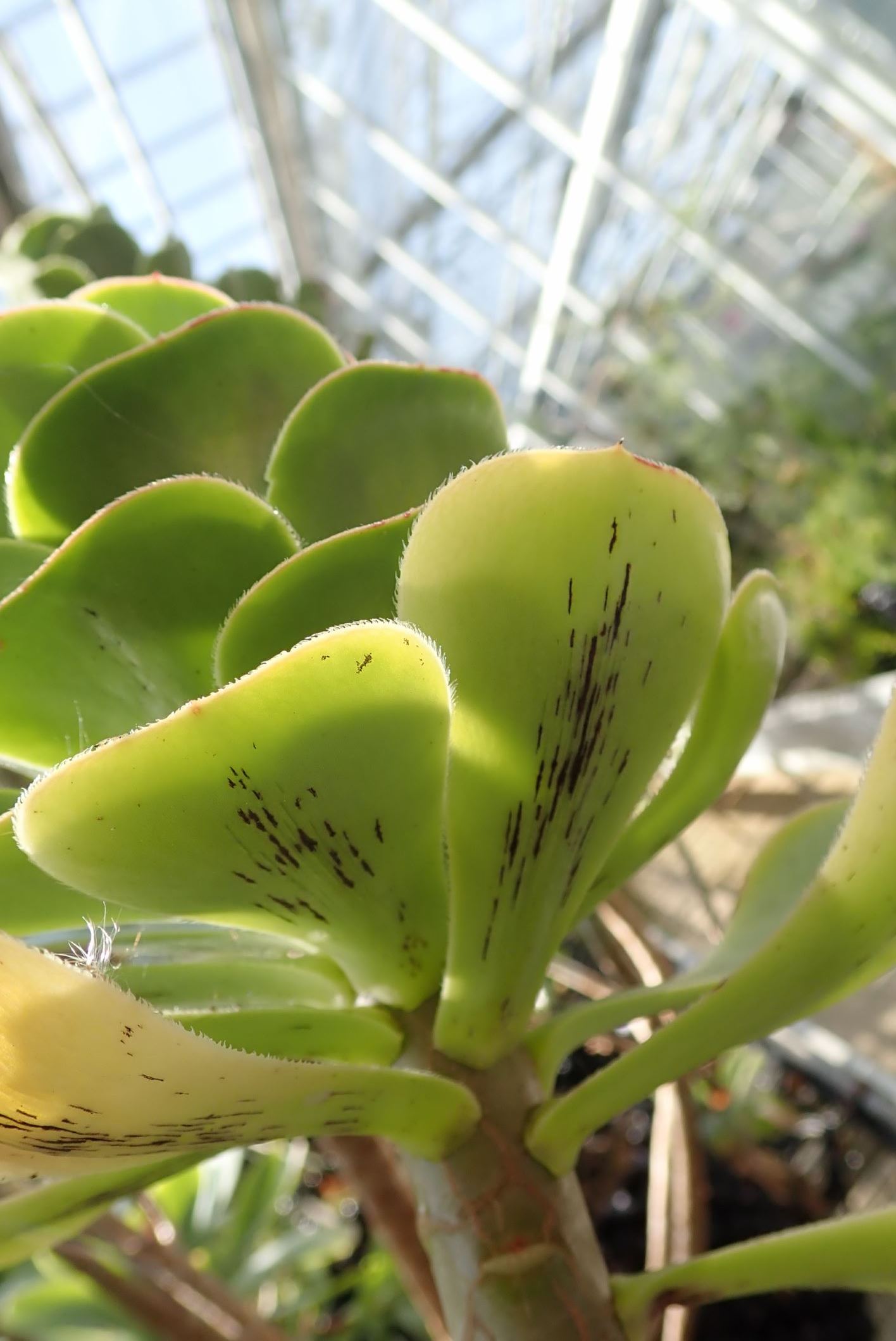 Image of Aeonium arboreum var. arboreum