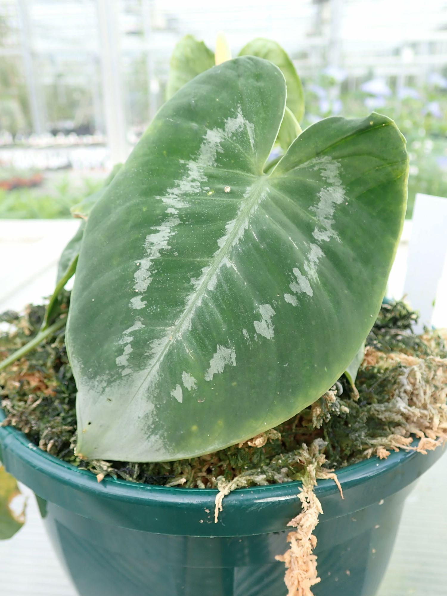 Image of Schismatoglottis scintillans