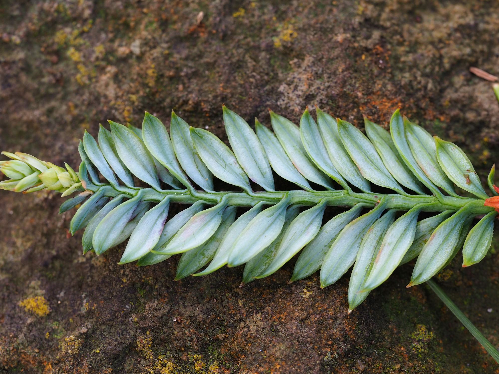 Image of Sequoia sempervirens 'Prostrata'