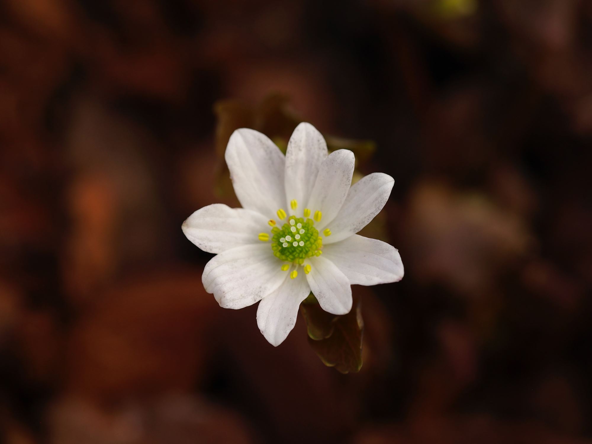 Image of Anemonella thalictroides