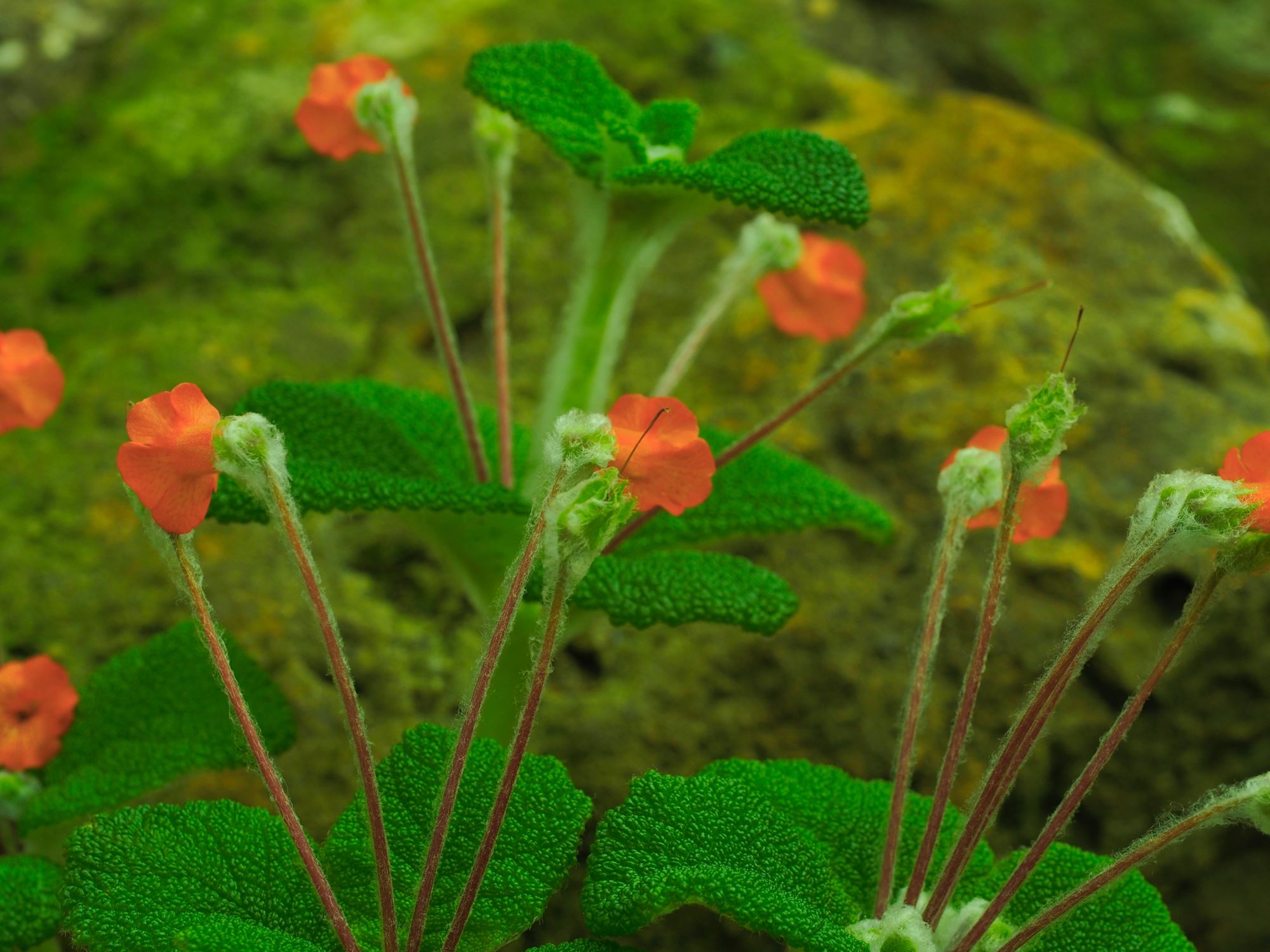 Image of Sinningia bullata