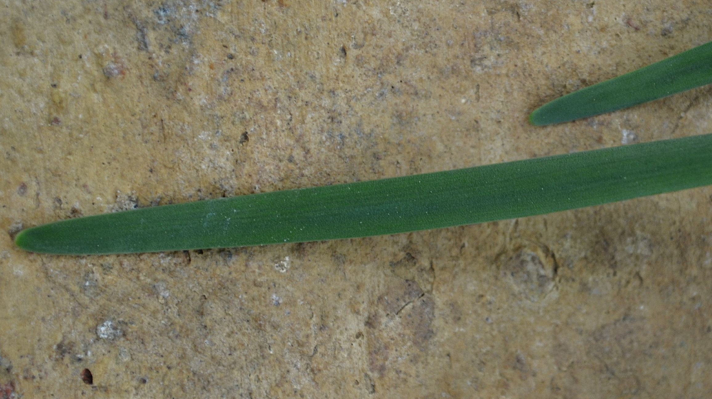 Image of Tulbaghia natalensis