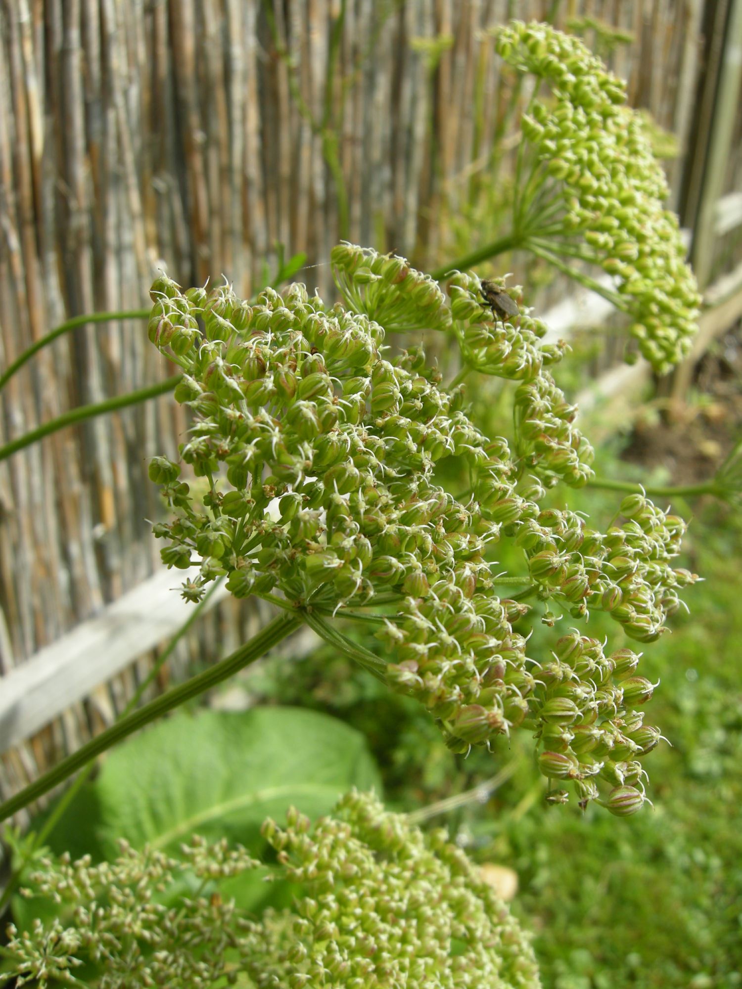 Image of Selinum carvifolia