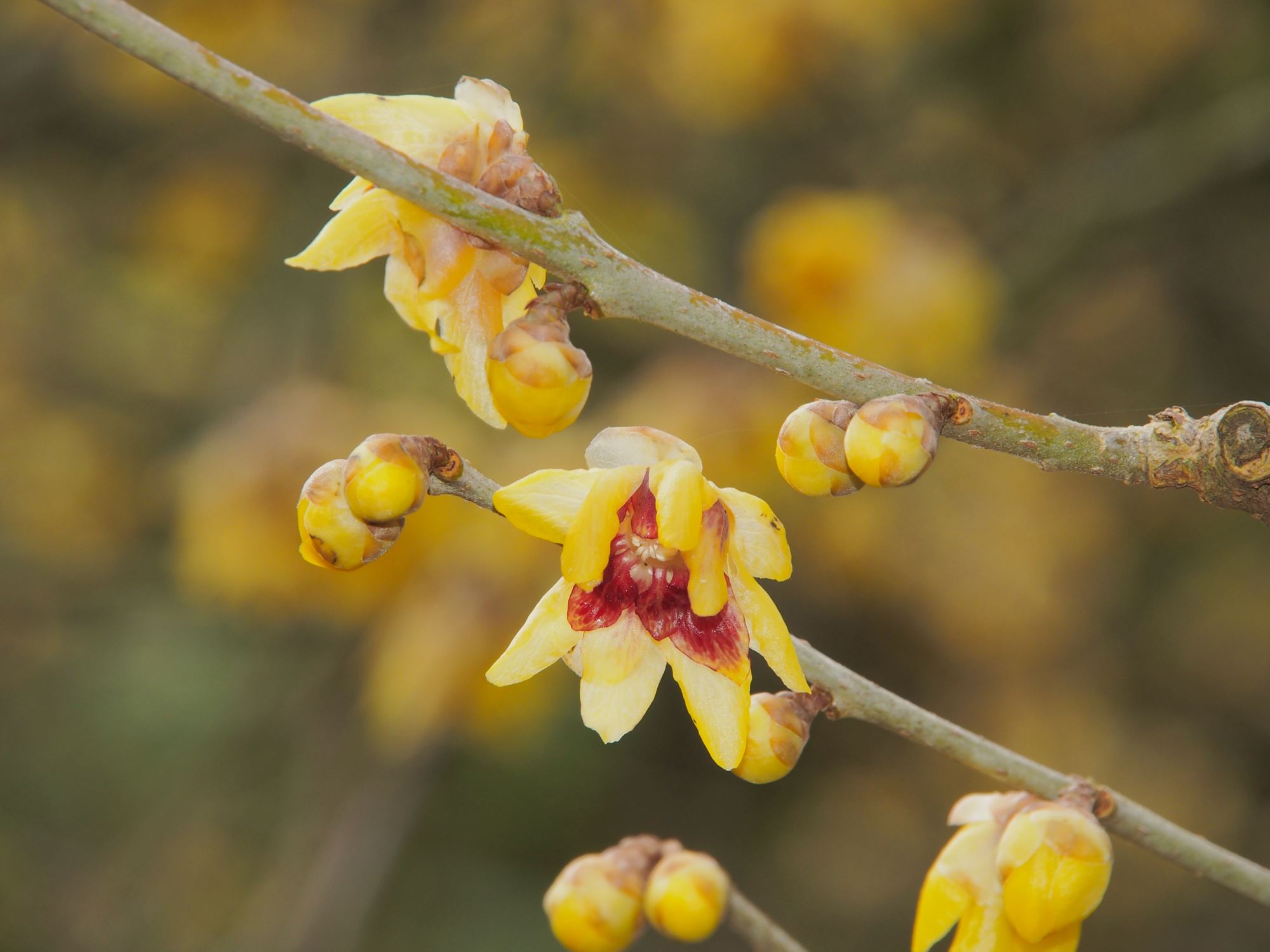 Image of Chimonanthus praecox 'Grandiflorus'