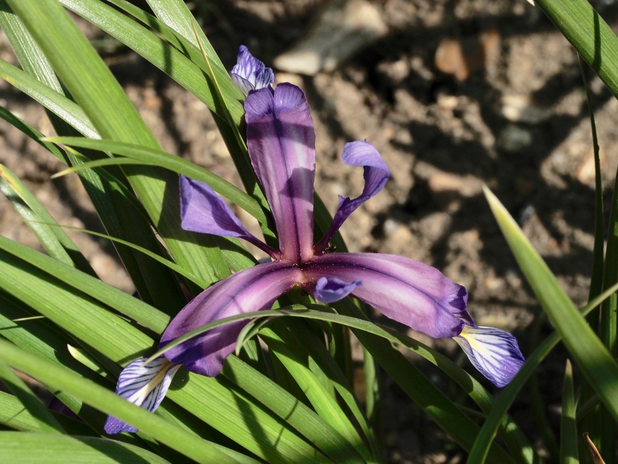 Image of Iris graminea
