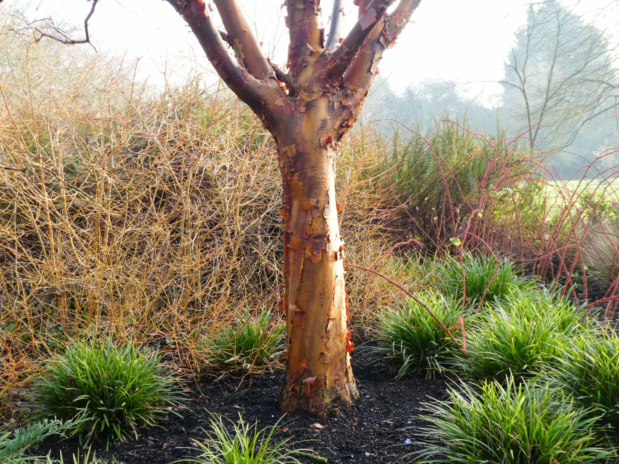 Image of Acer griseum