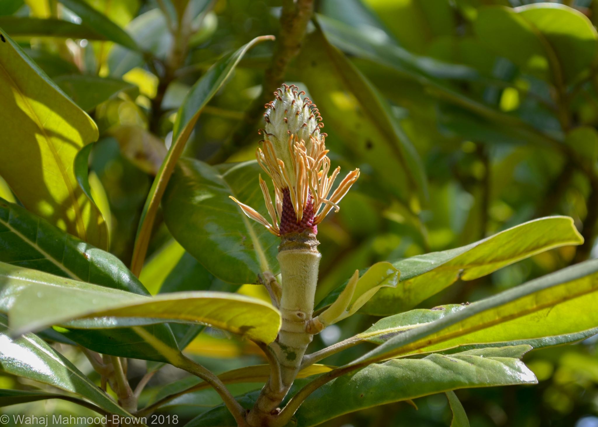 Image of Magnolia grandiflora