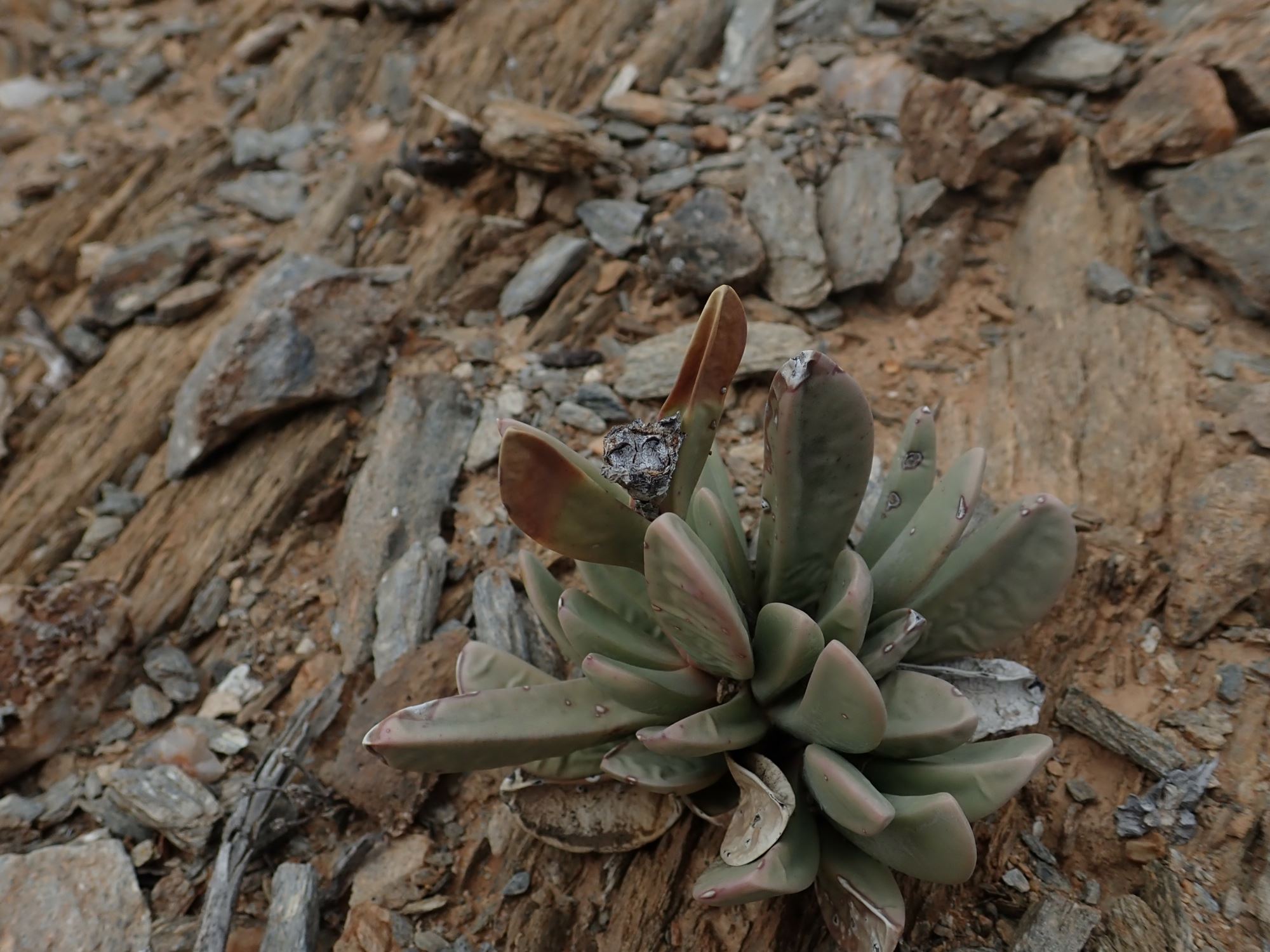 Image of Hartmanthus sp.