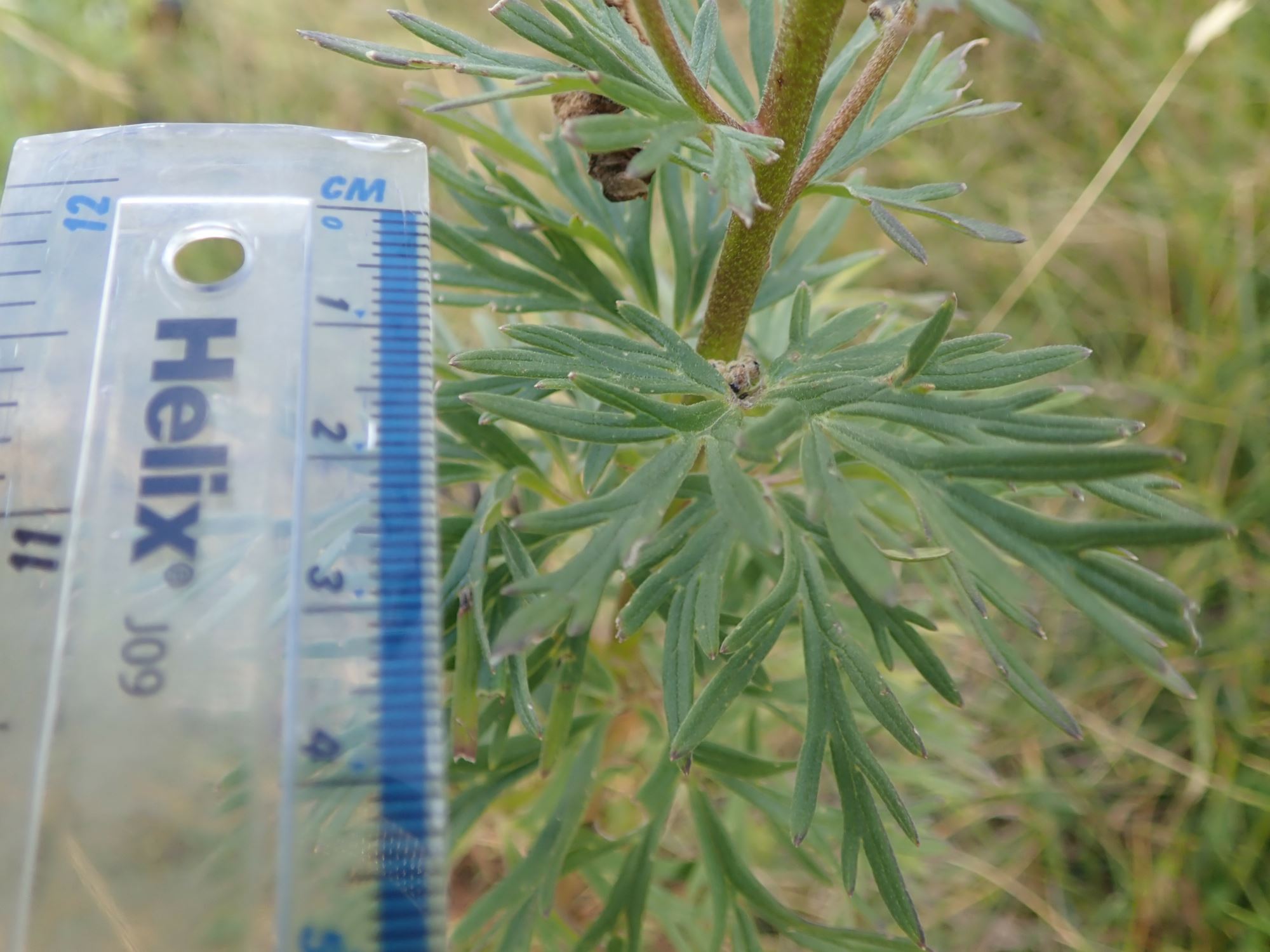 Image of Aconitum napellus