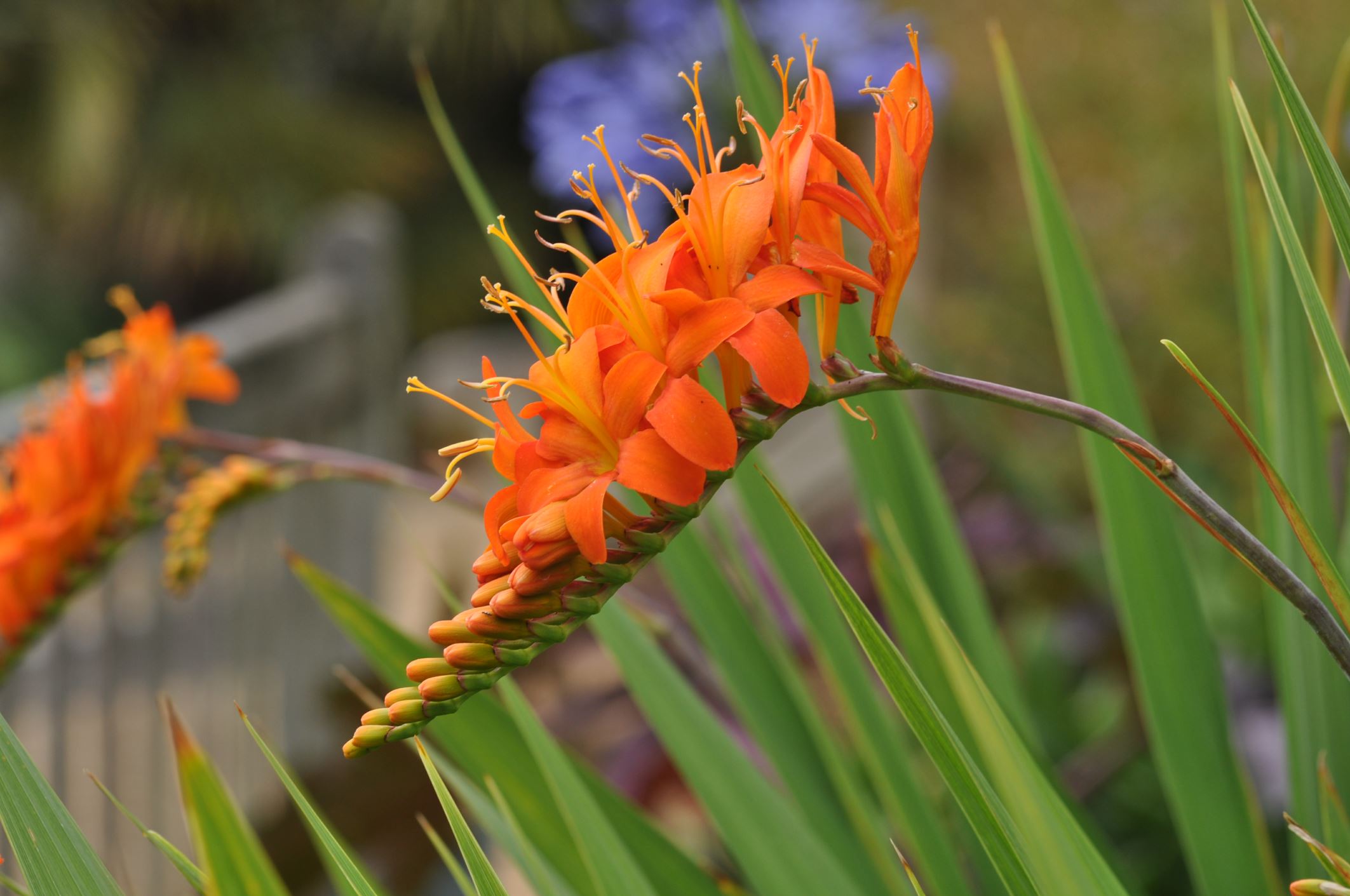 Image of Crocosmia masoniorum