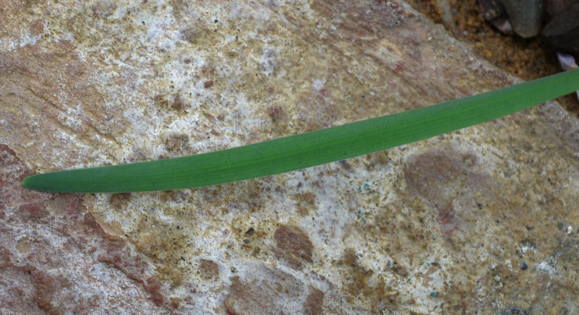 Image of Tulbaghia natalensis