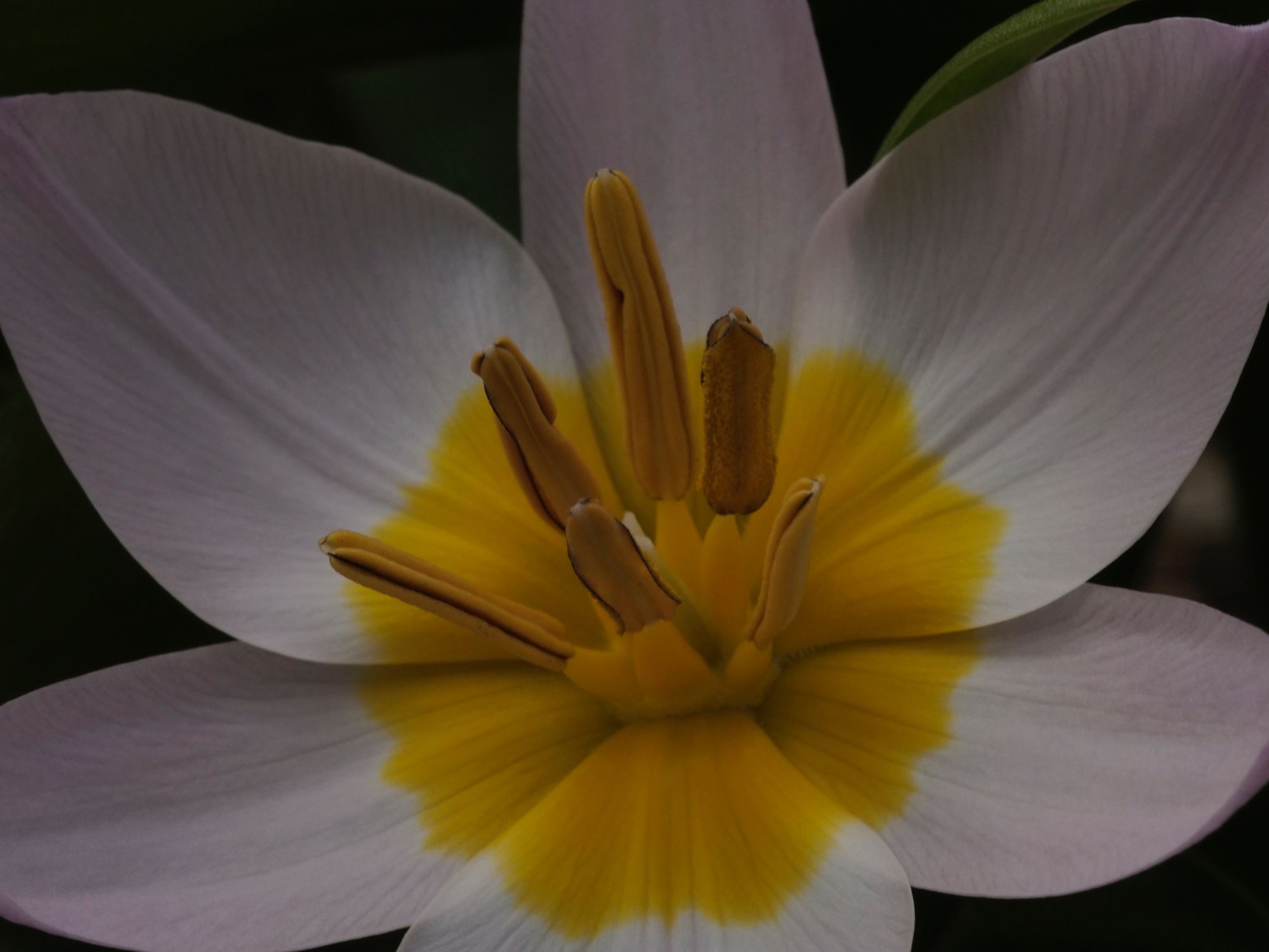 Image of Tulipa saxatalis (Bakeri Group) 'Lilac Wonder'