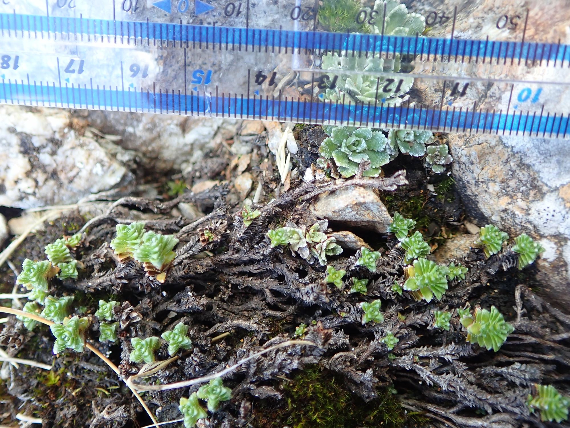 Image of Saxifraga oppositifolia var. oppositifolia