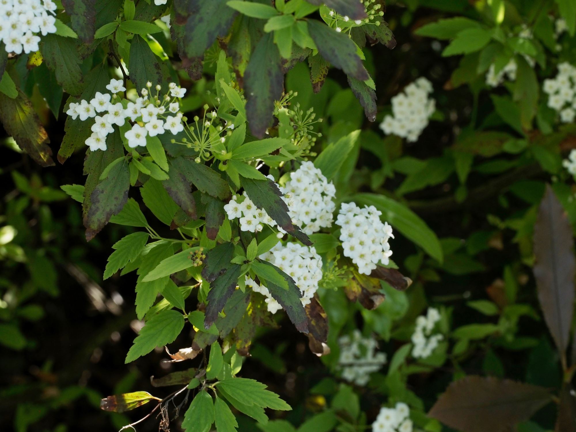 Image of Photinia davidiana