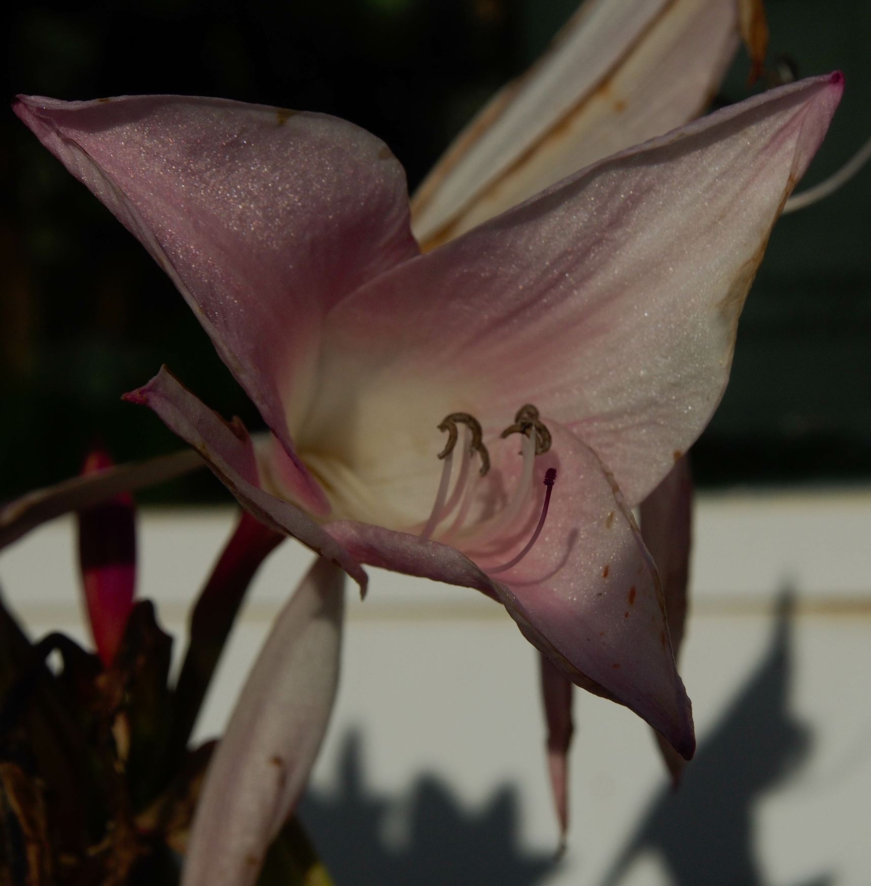 Image of Ã— Amarcrinum memoria-corsii 'Howardii'