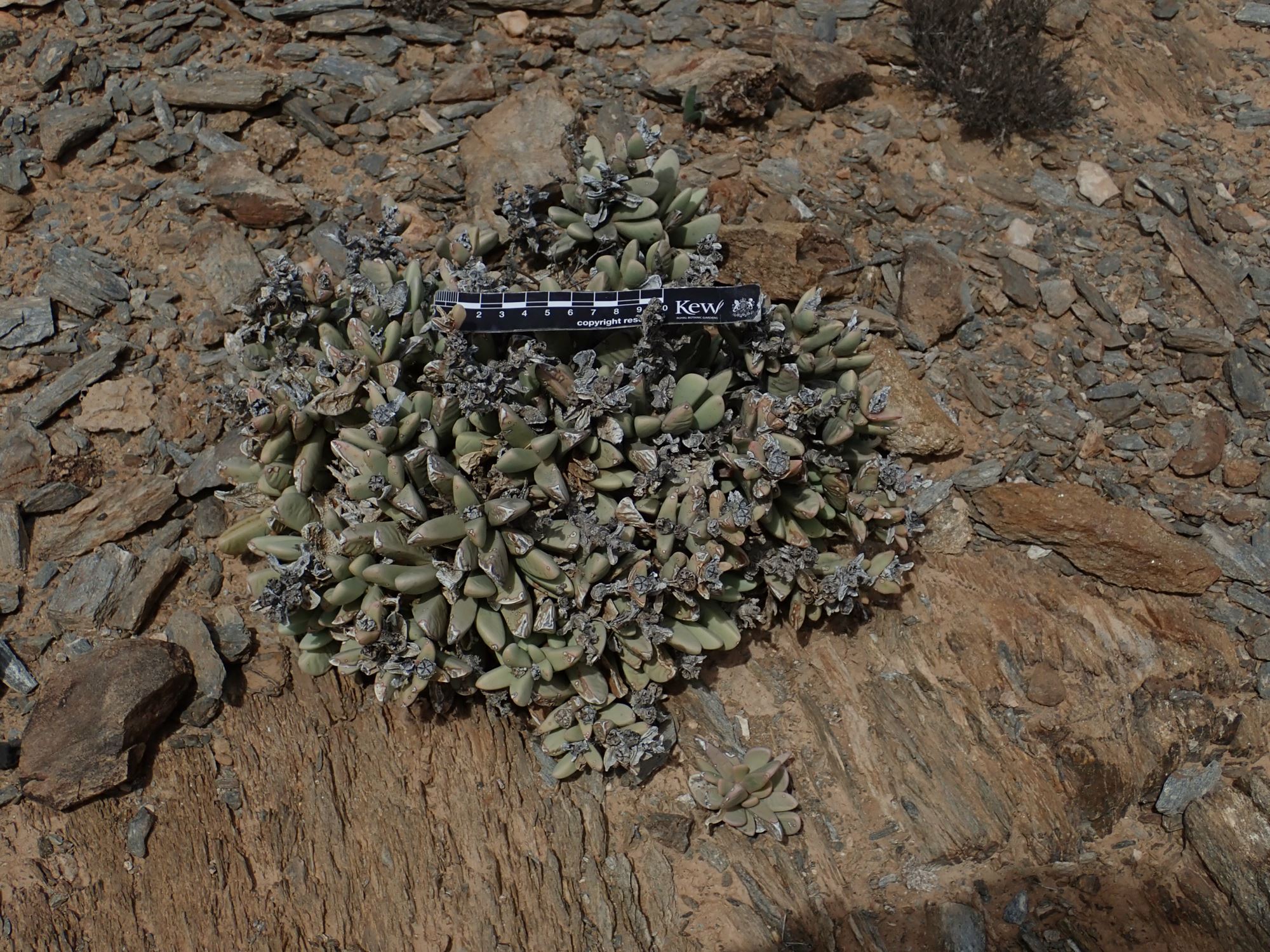 Image of Hartmanthus sp.