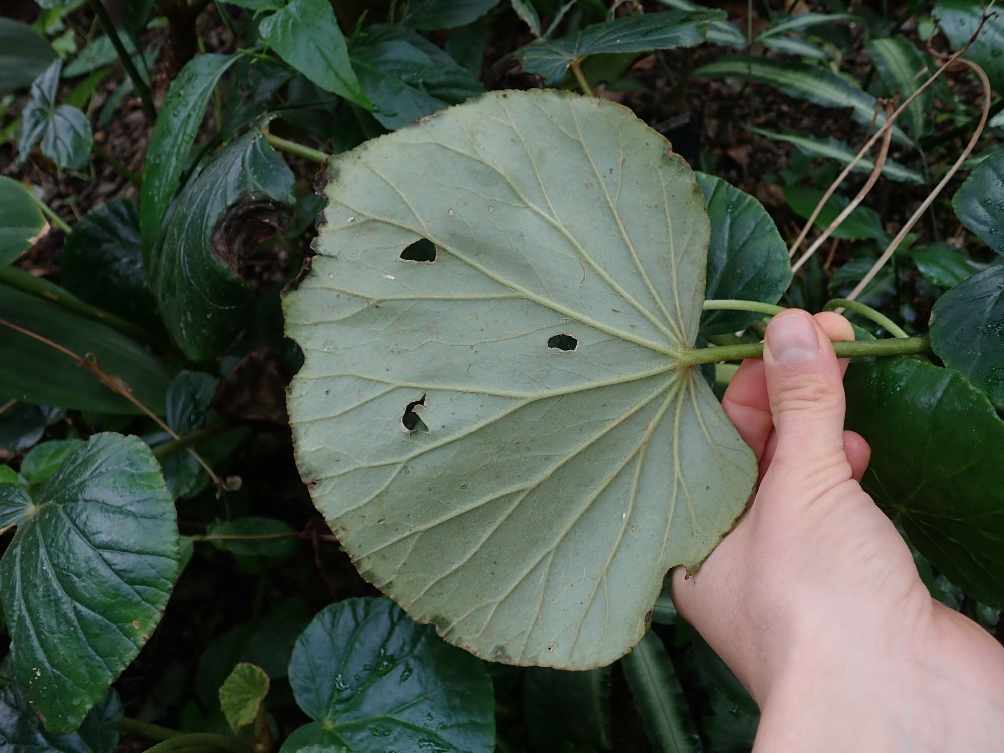 Image of Begonia sericoneura