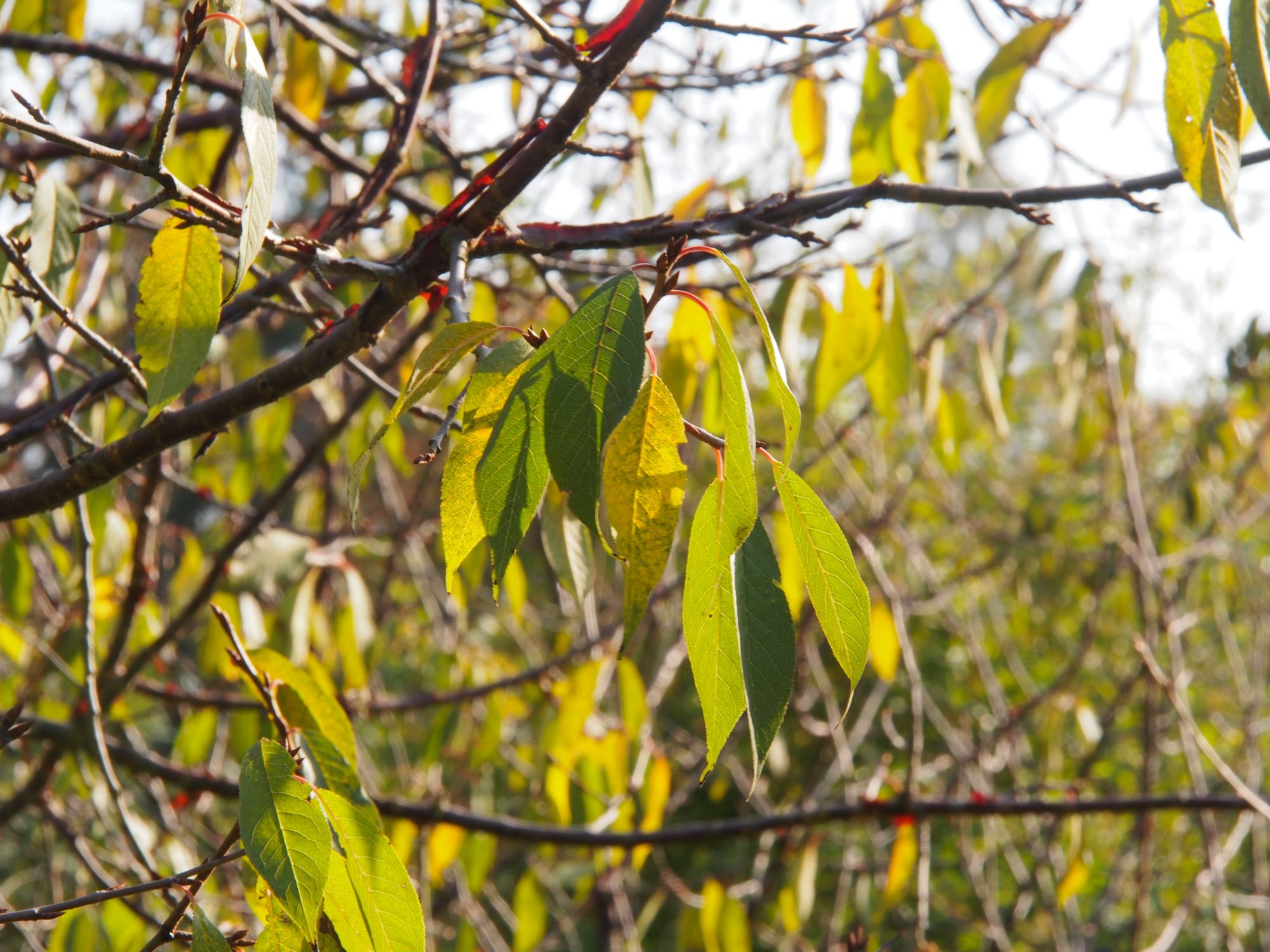 Image of Prunus serrula