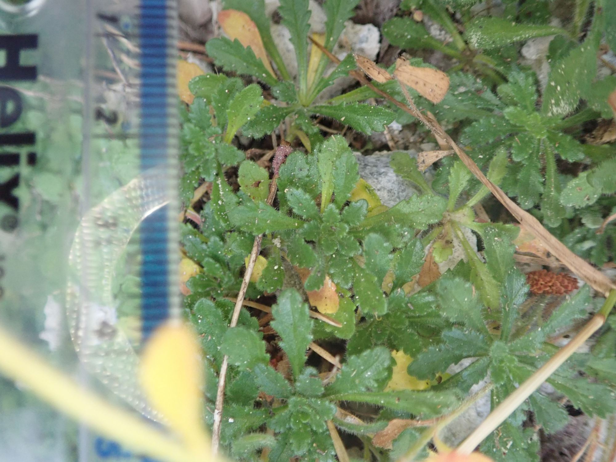 Image of Erinus alpinus