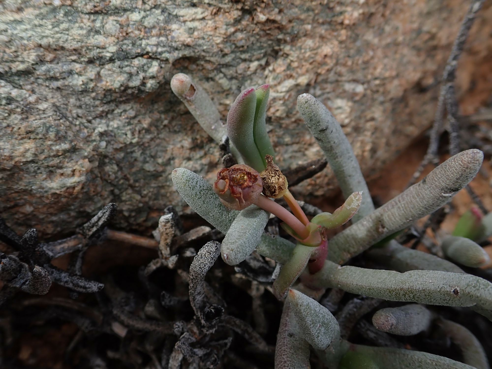 Image of Cephalophyllum ebracteatum