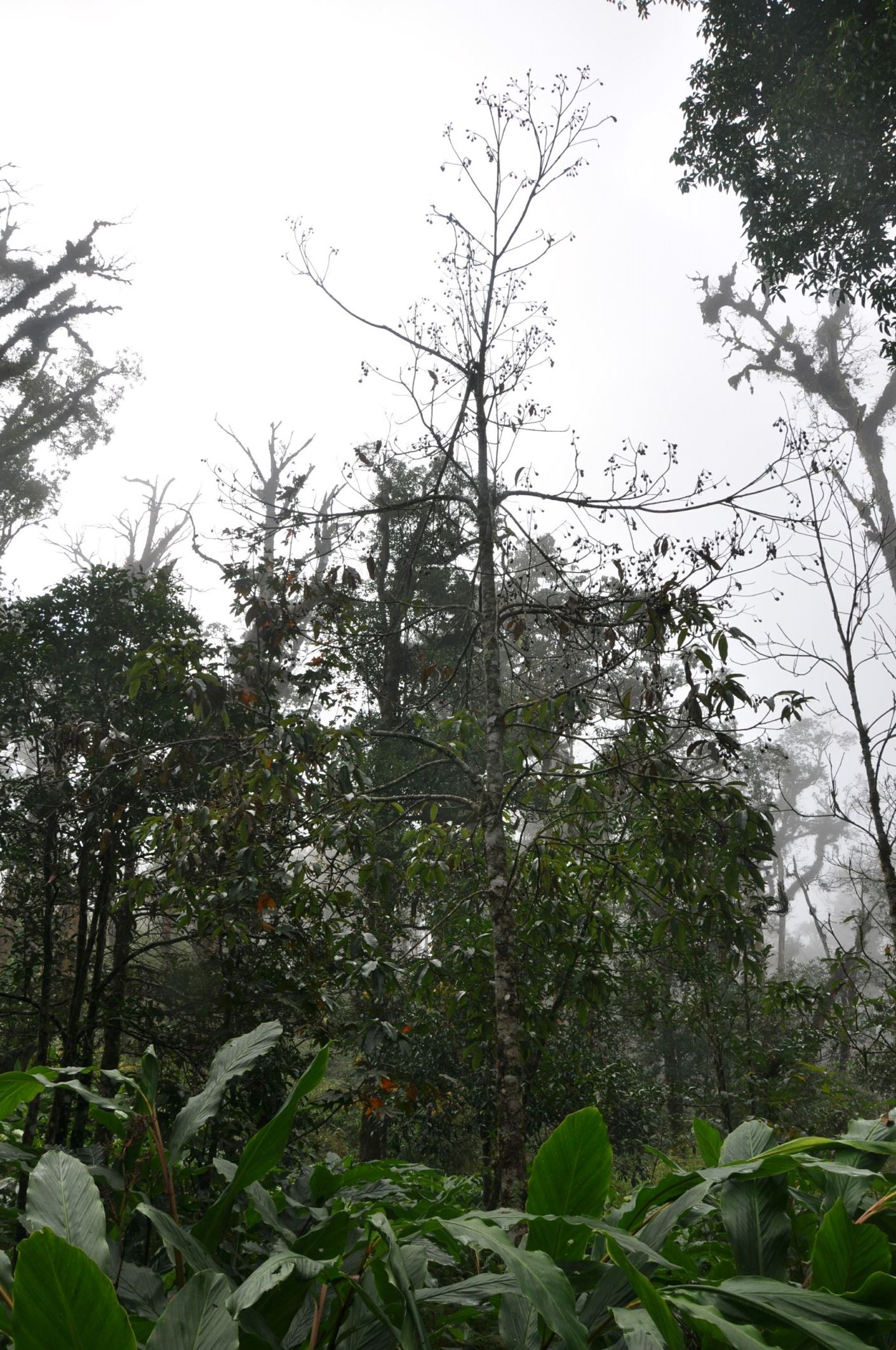 Image of Schima noronhae