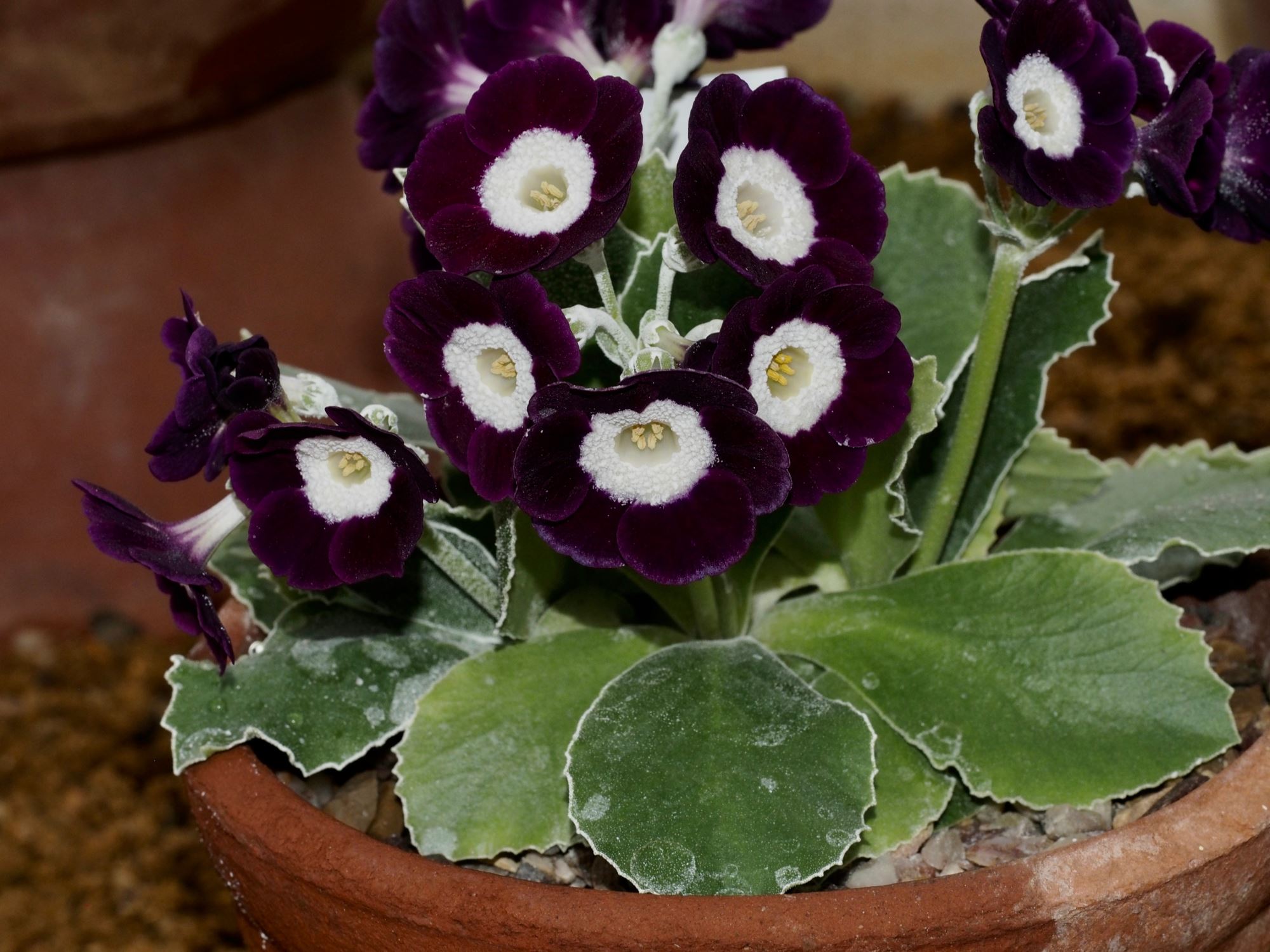 Image of Primula auricula 'Angelia Gould'