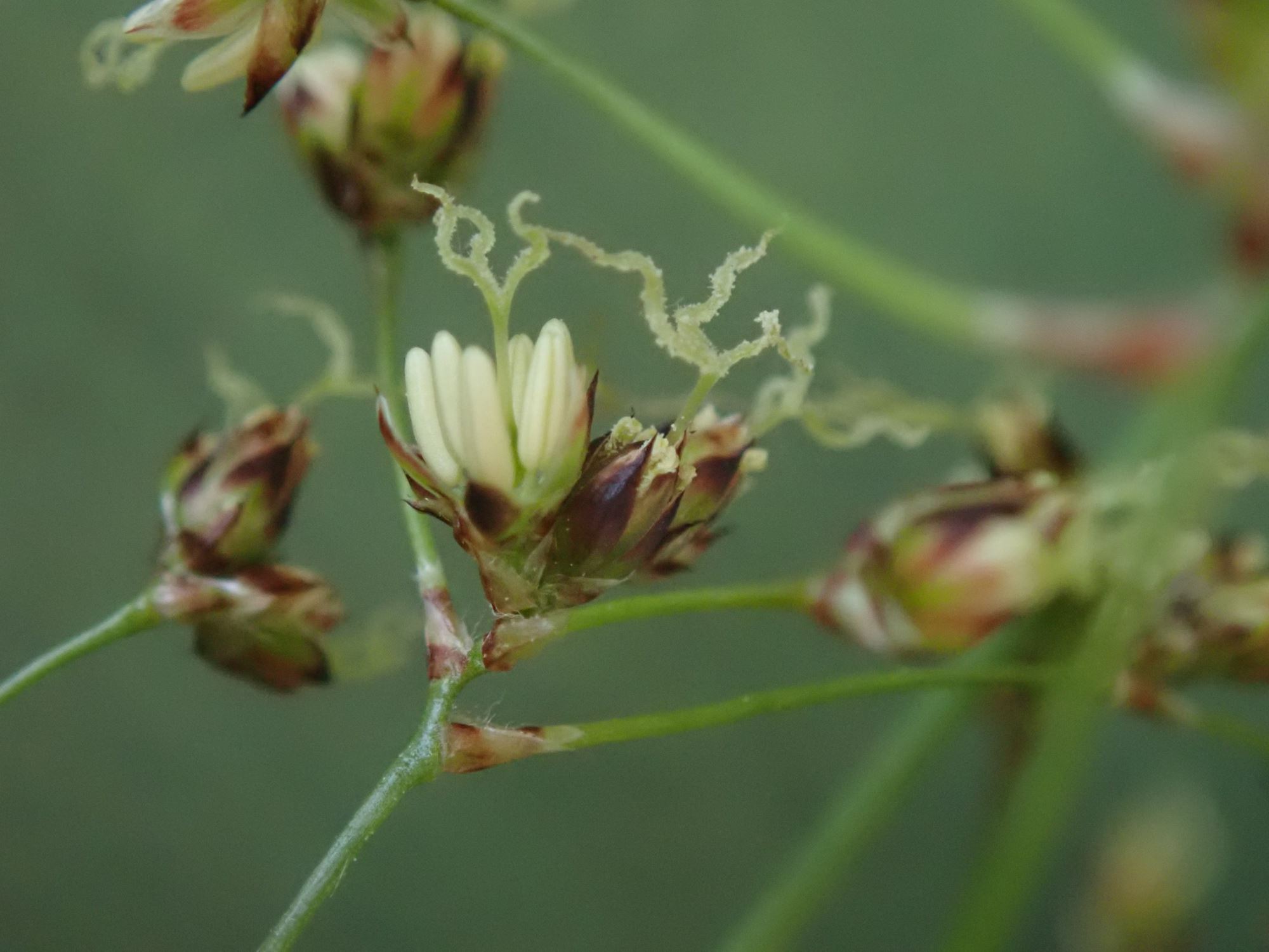 Image of Luzula sylvatica