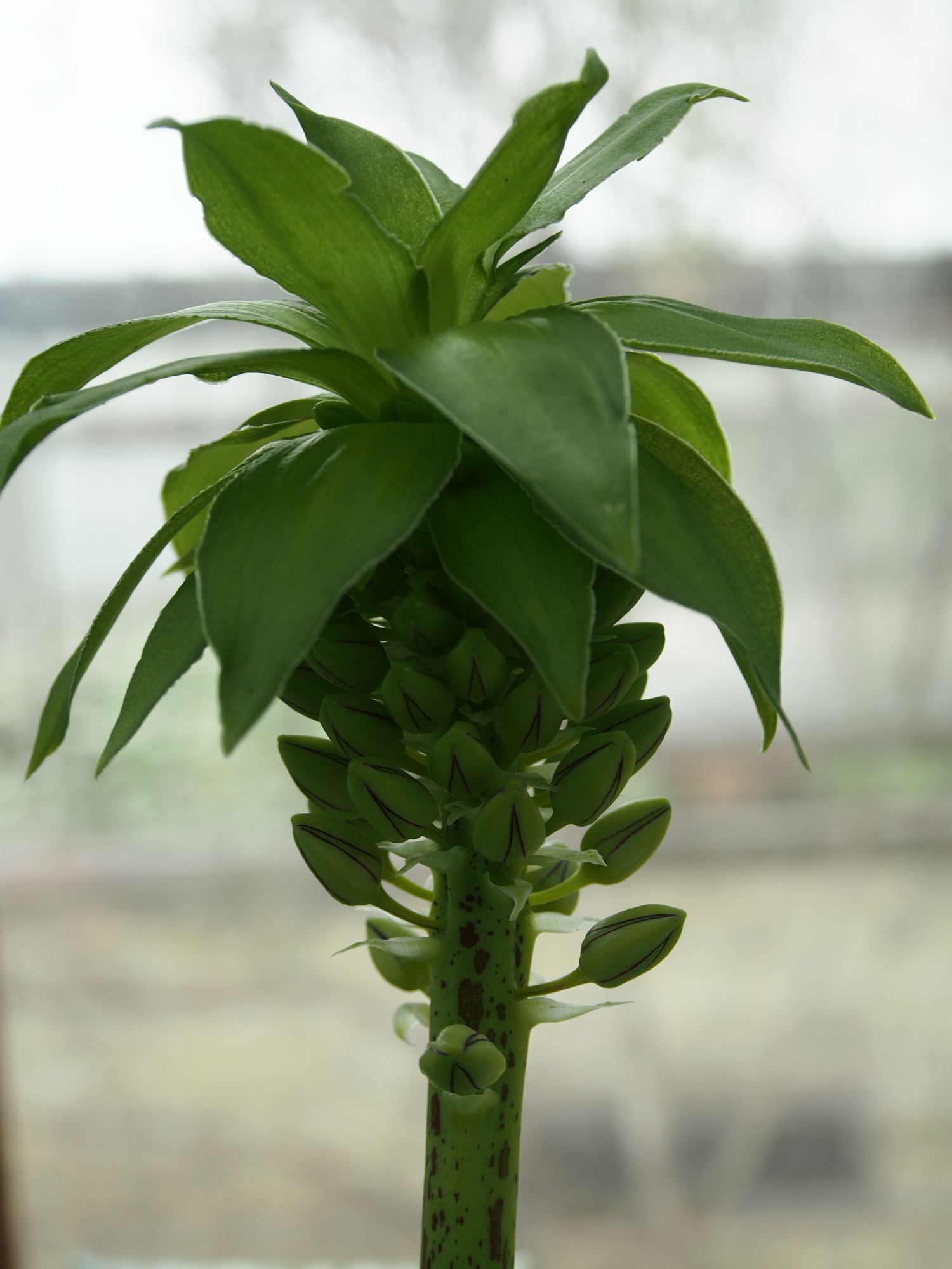 Image of Eucomis bicolor