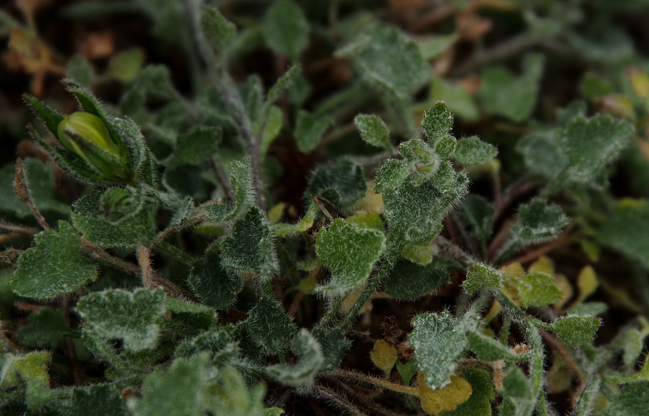 Image of Campanula fragilis
