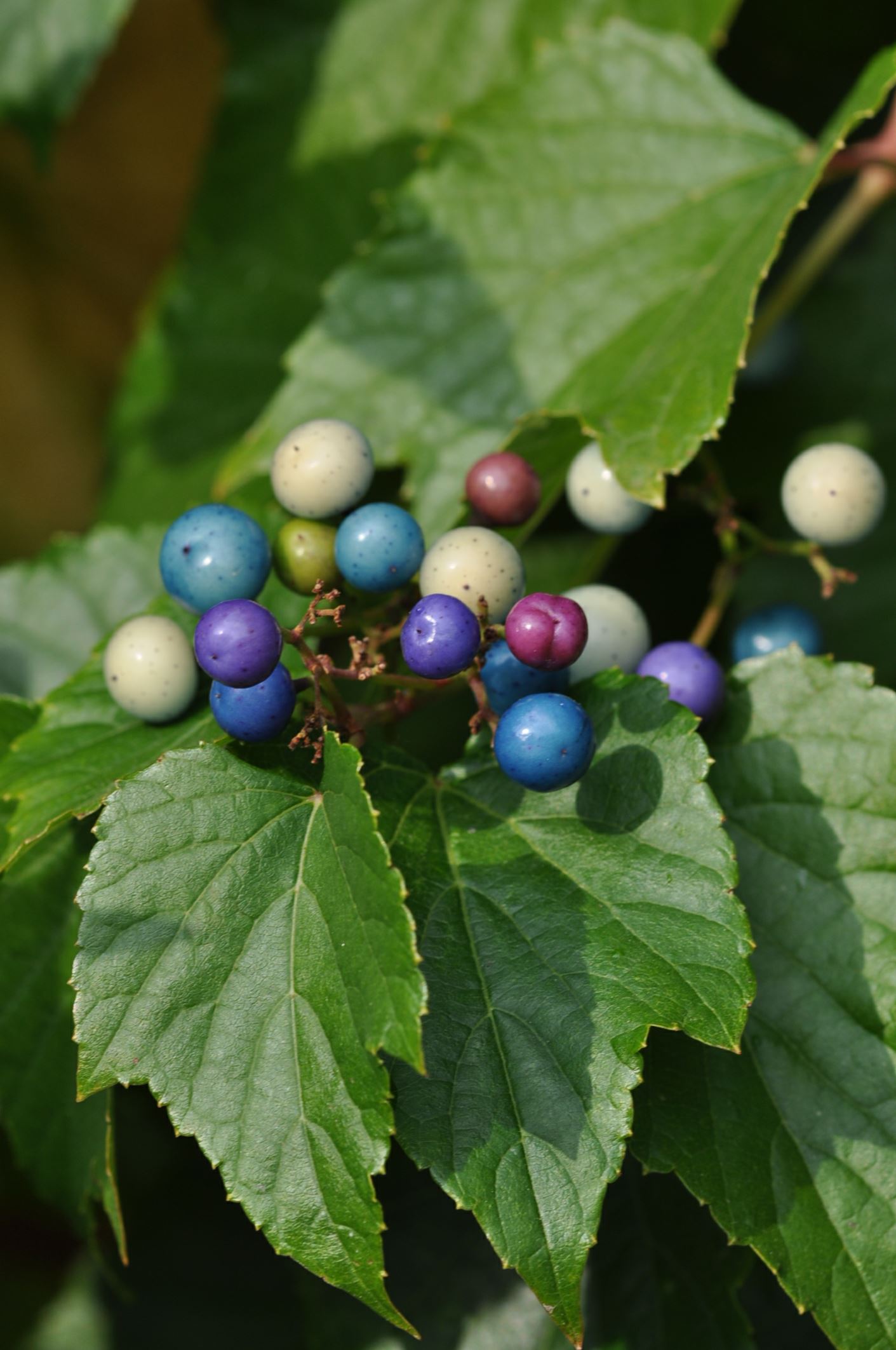 Image of Ampelopsis brevipedunculata