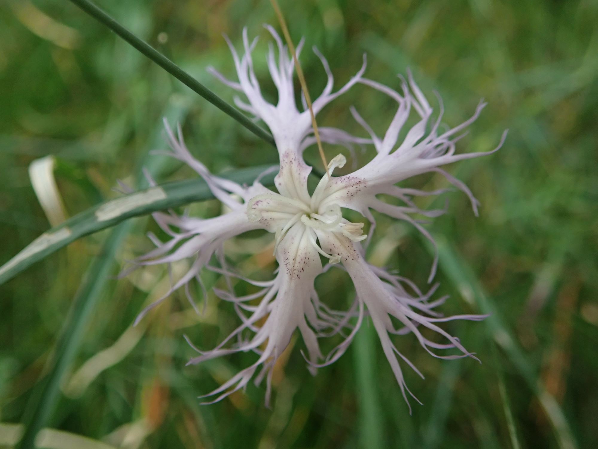 Image of Dianthus monspessulanus