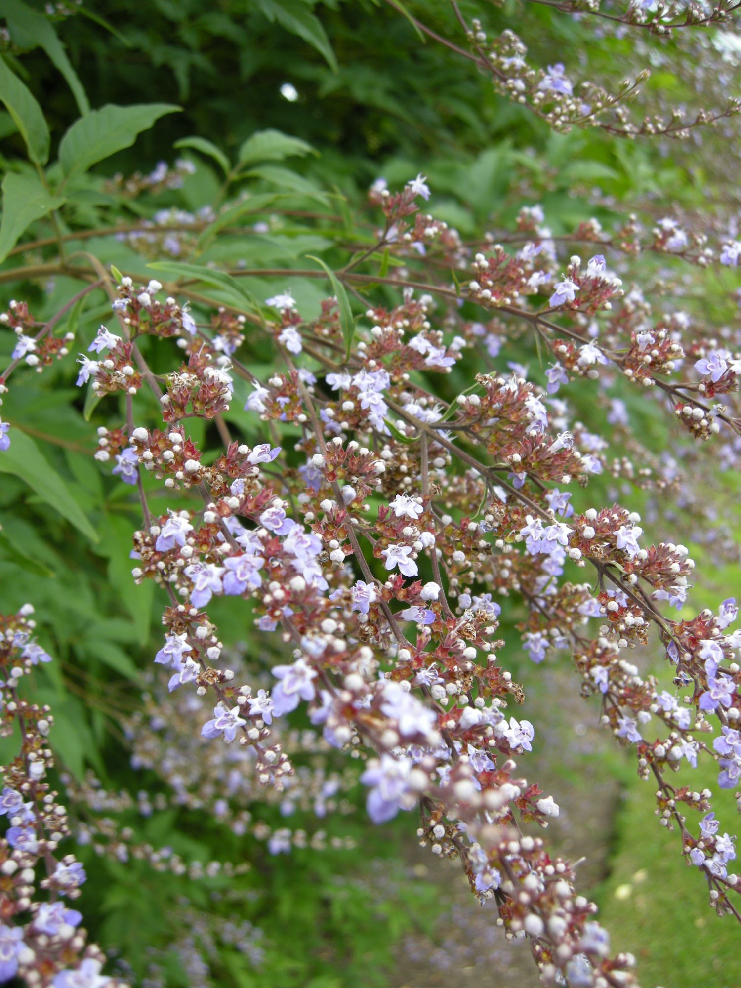 Image of Vitex agnus-castus