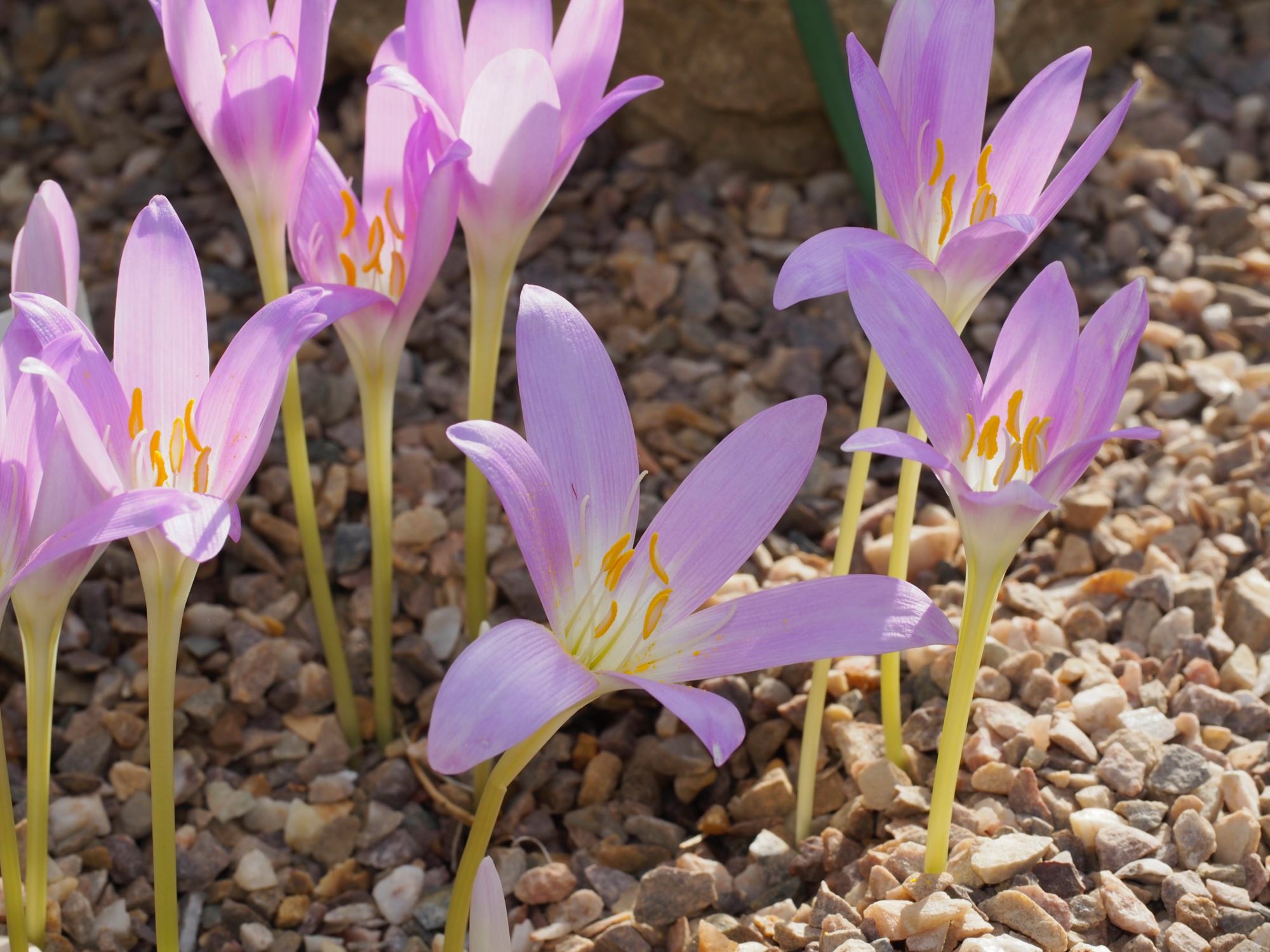 Image of Colchicum boissieri