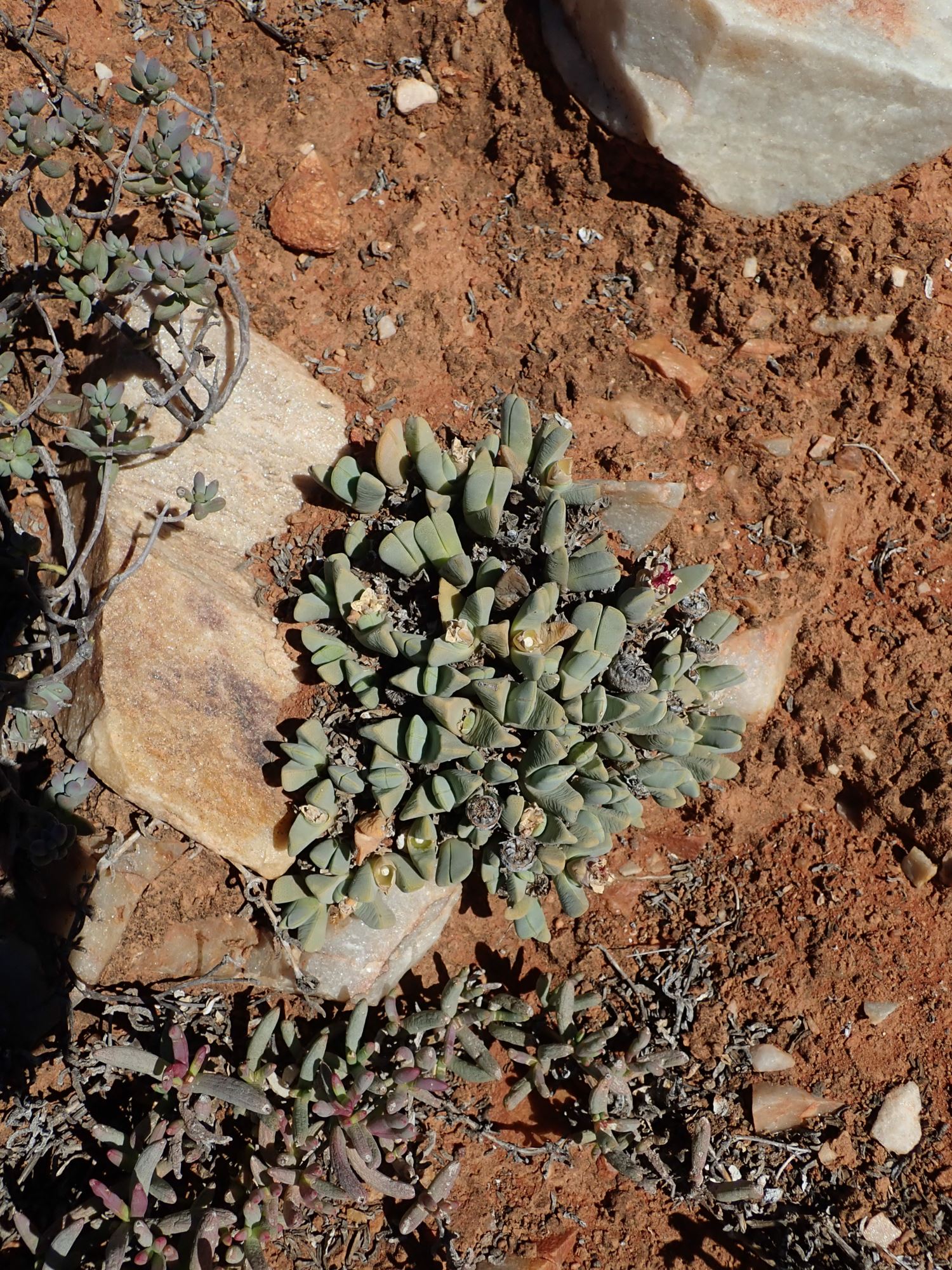 Image of Cheiridopsis purpurea