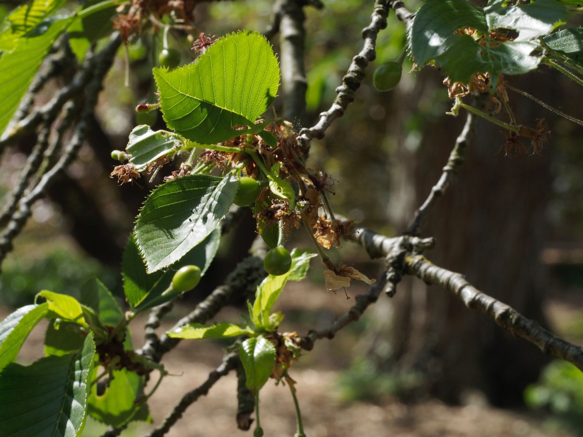Image of Prunus Ã— yedoensis