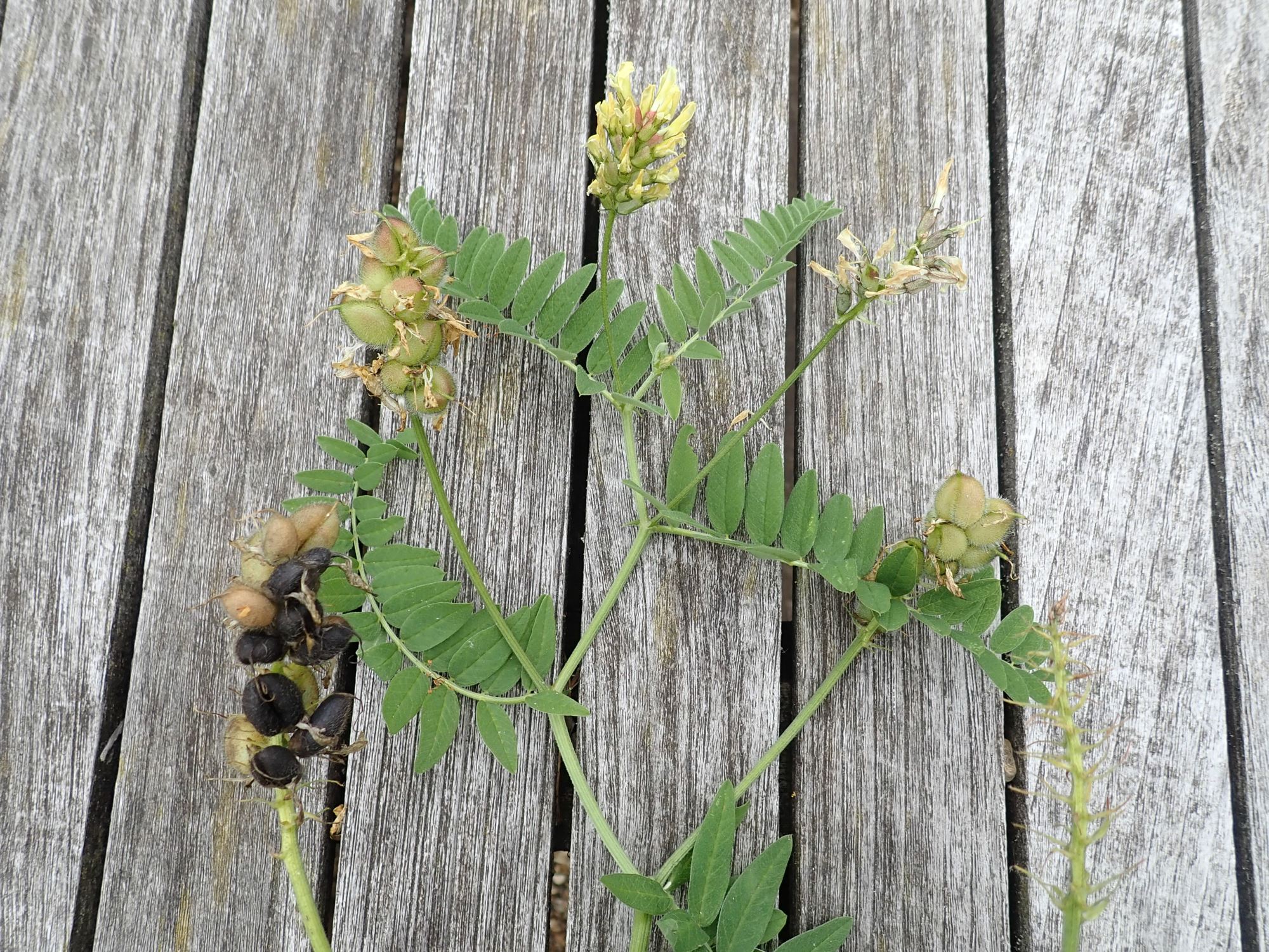 Image of Astragalus cicer