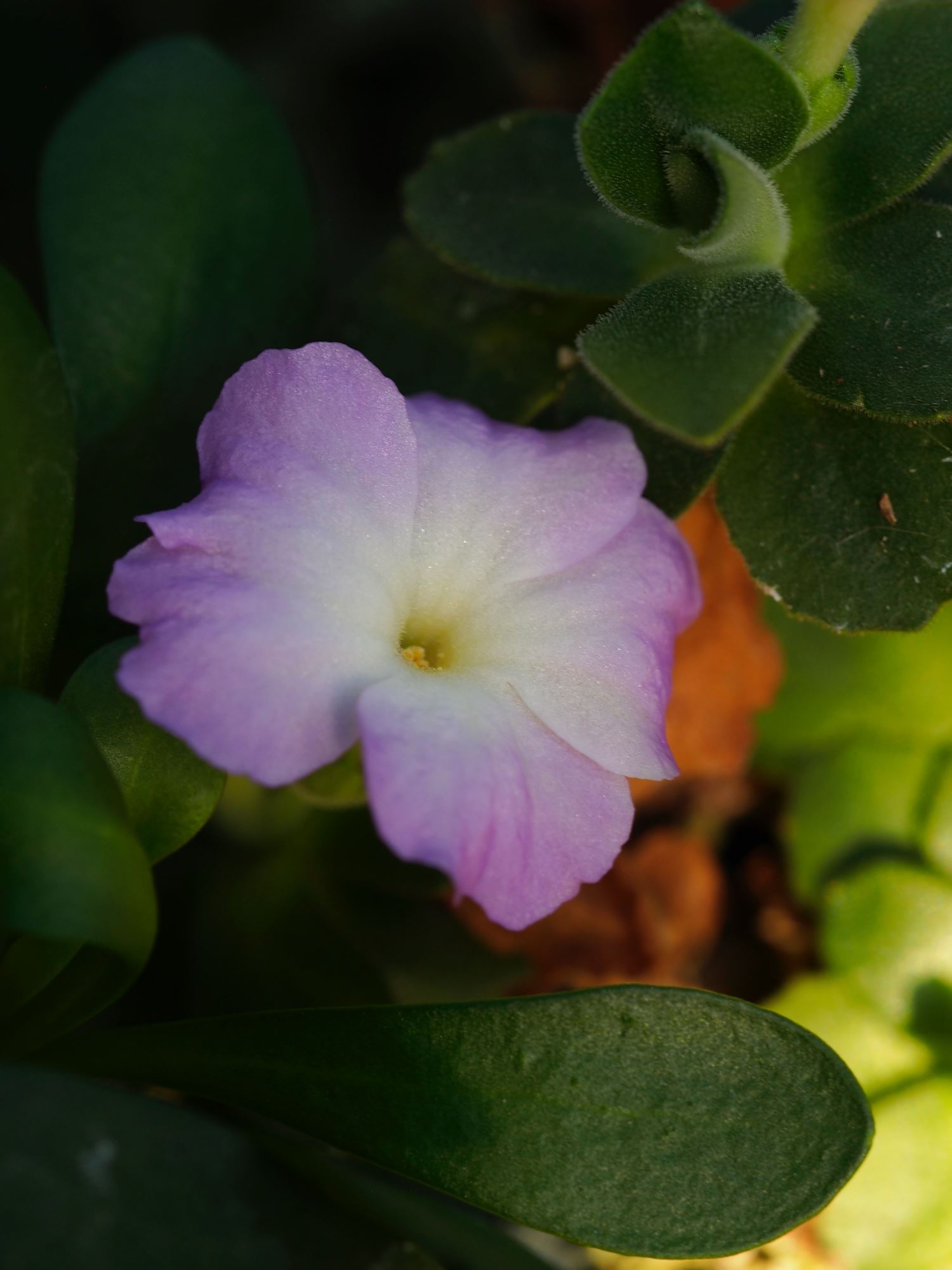 Image of Primula allionii 'Claude Flight'