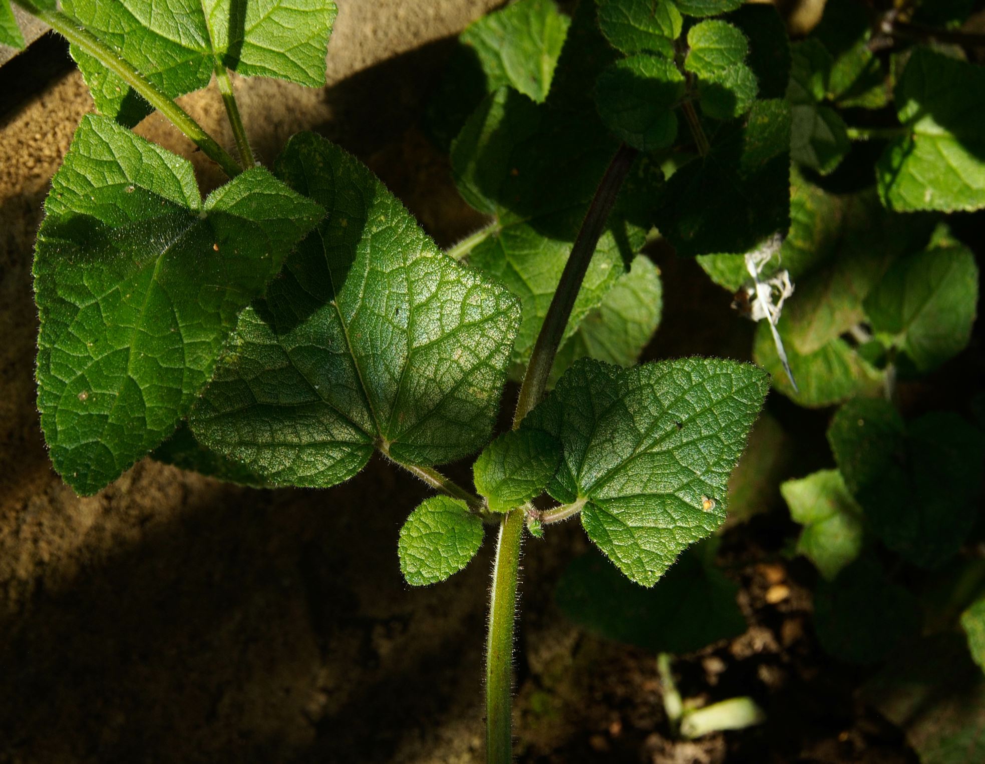 Image of Salvia patens