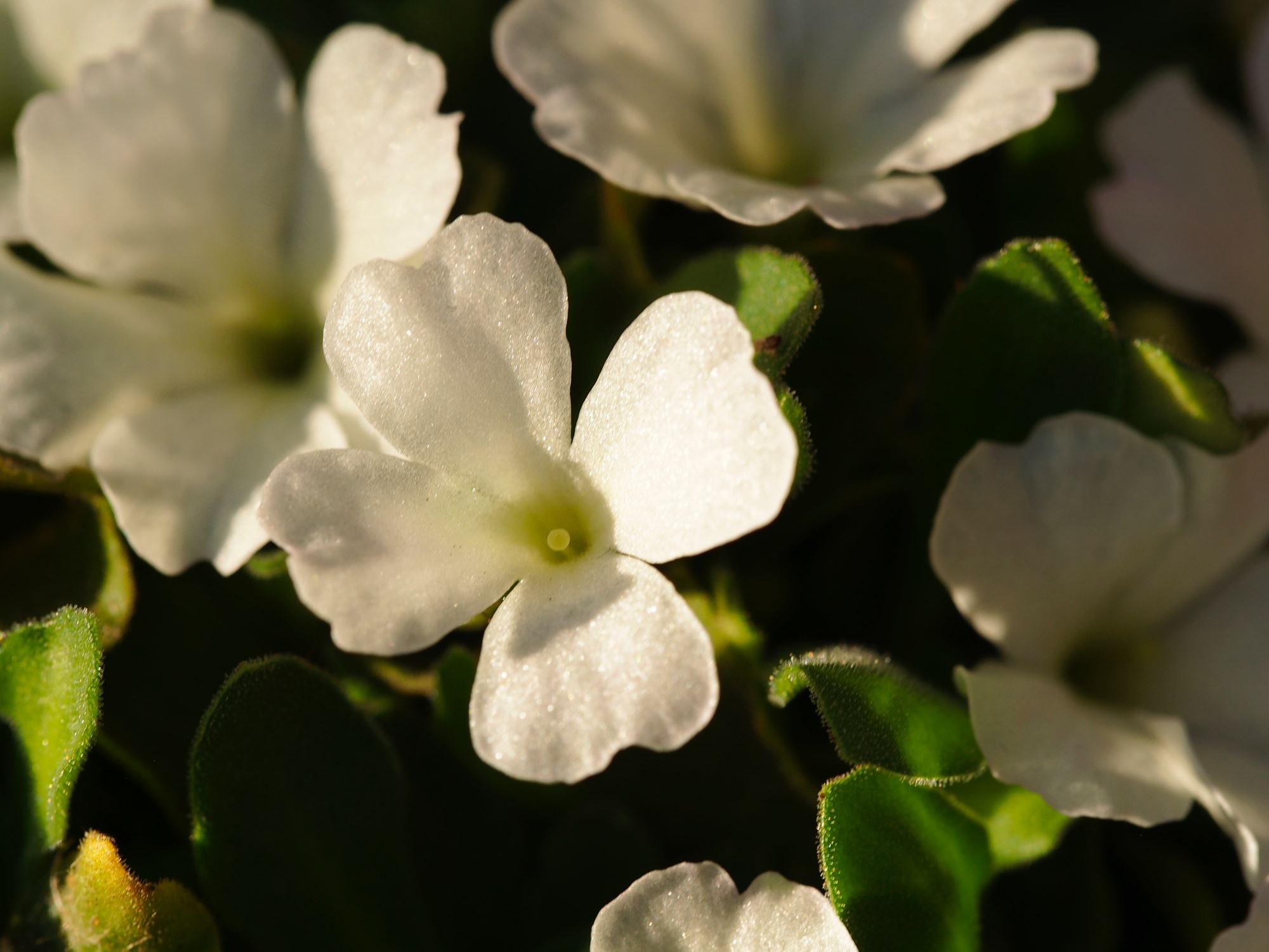 Image of Primula allionii
