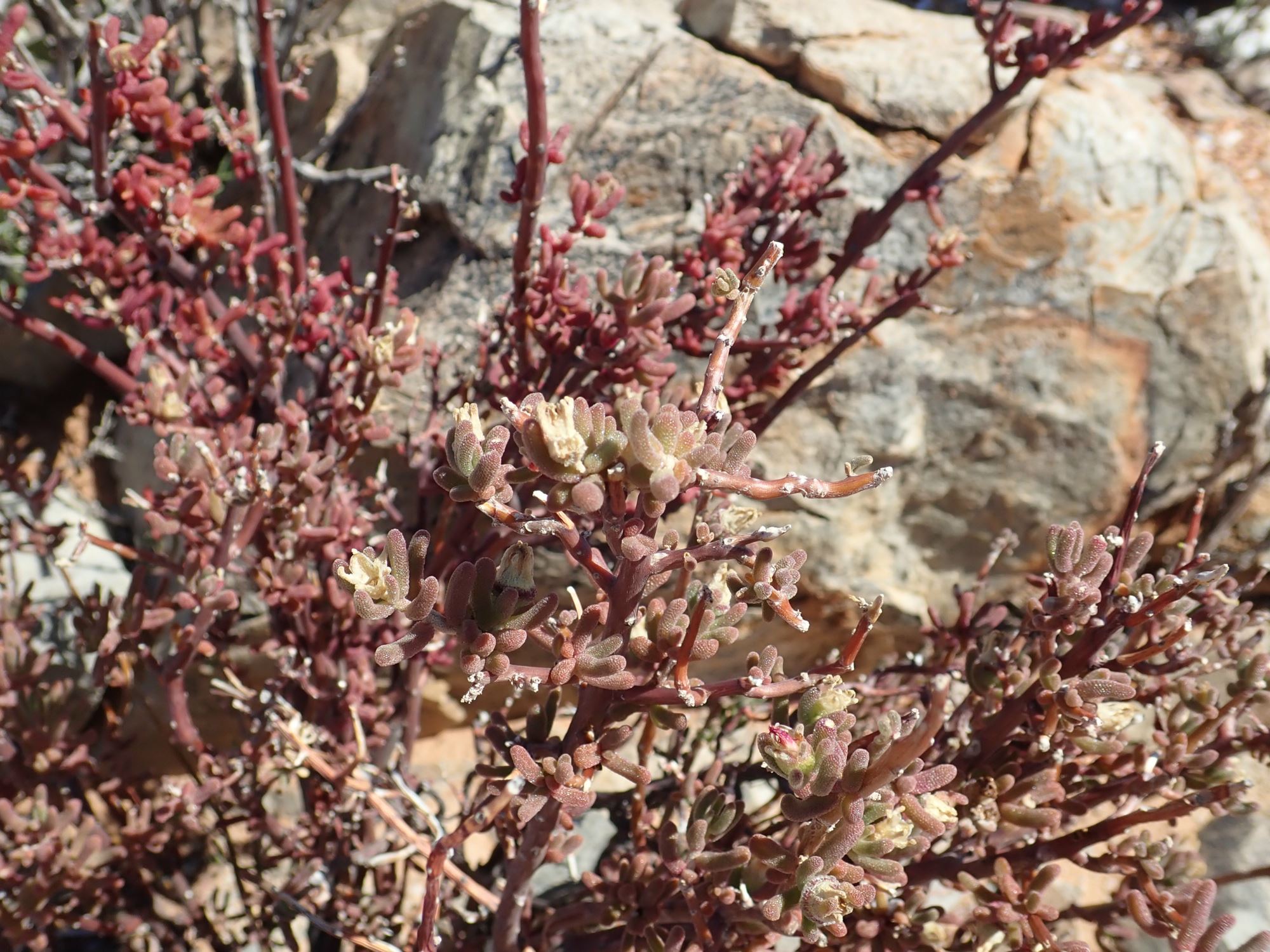 Image of Mesembryanthemum deciduum