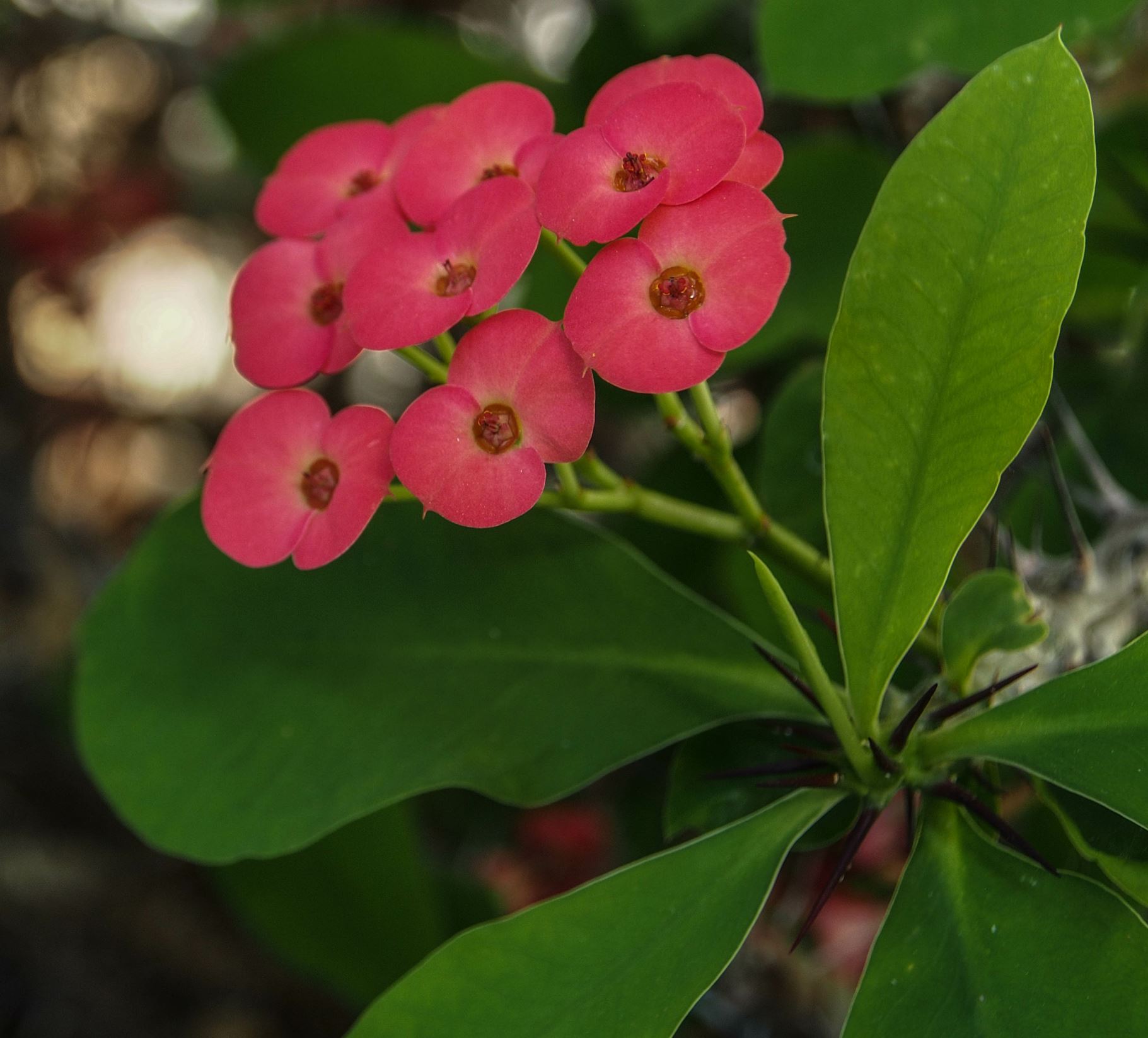 Image of Euphorbia milii var. splendens