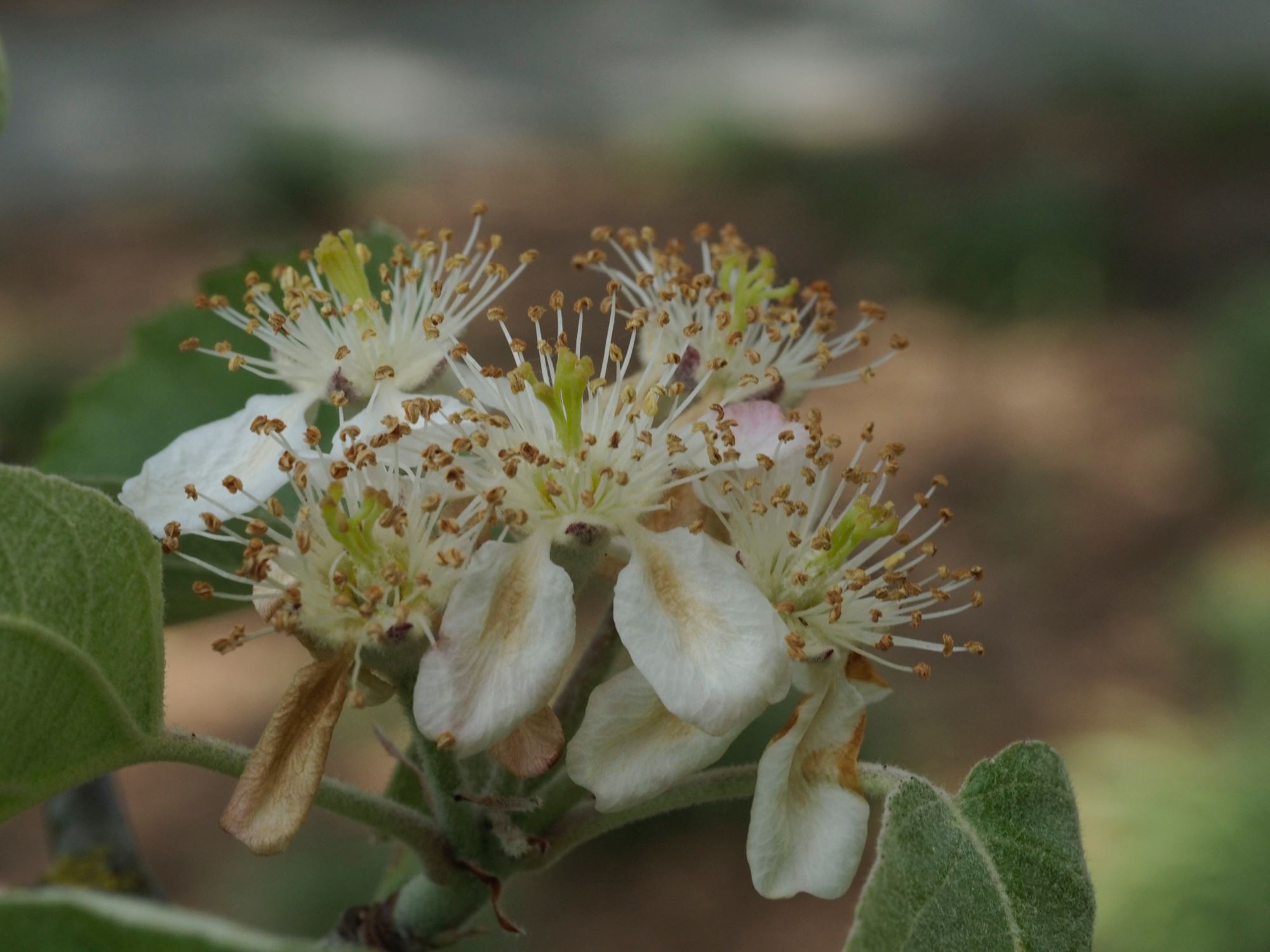 Image of Malus tschonoskii