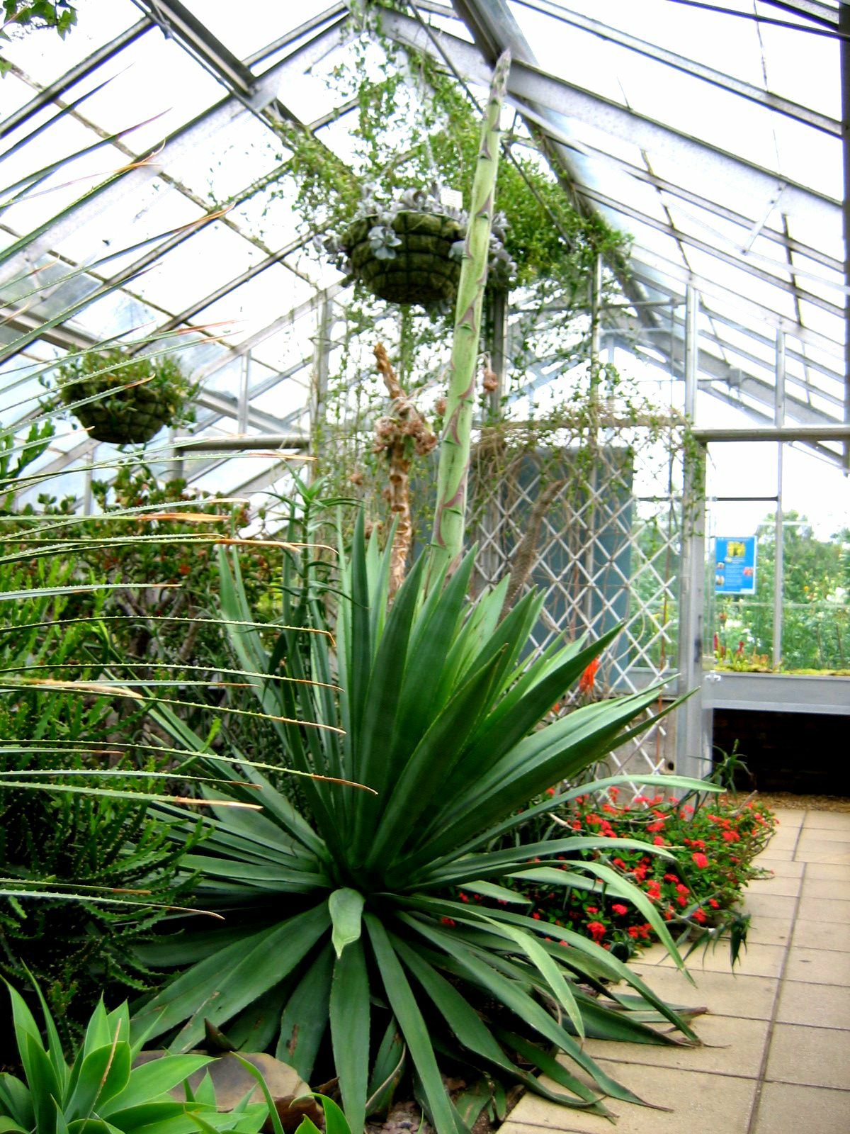 Image of Agave tequilana